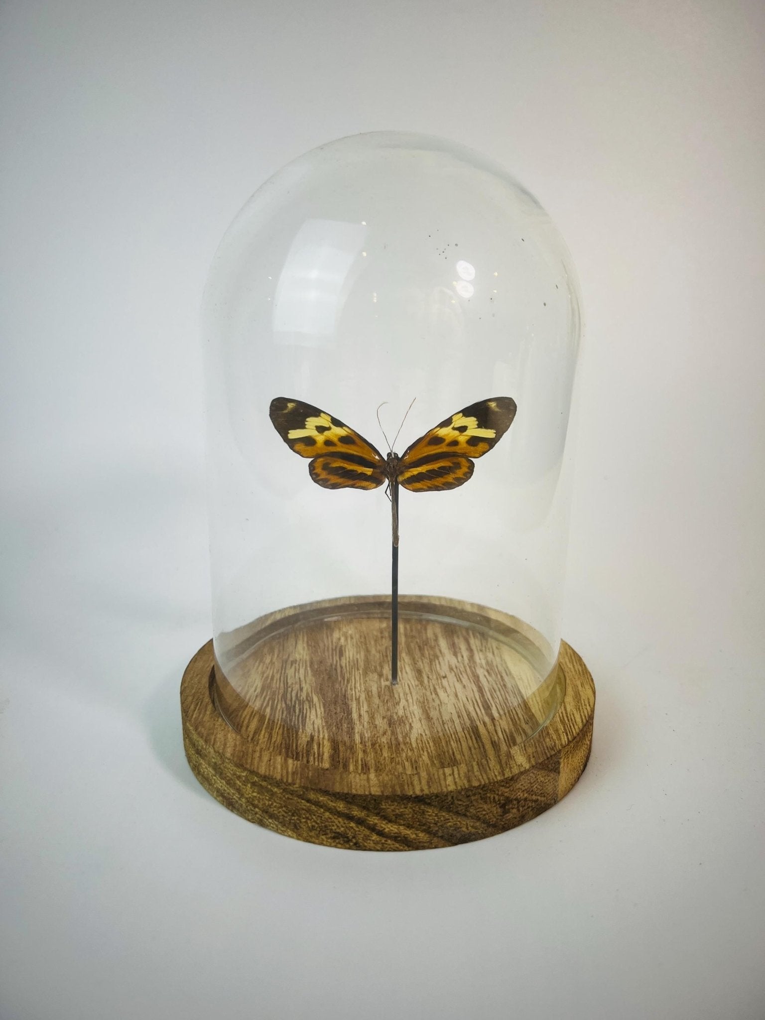 Heliconius in einer Glasglocke von KEY LIME STORE