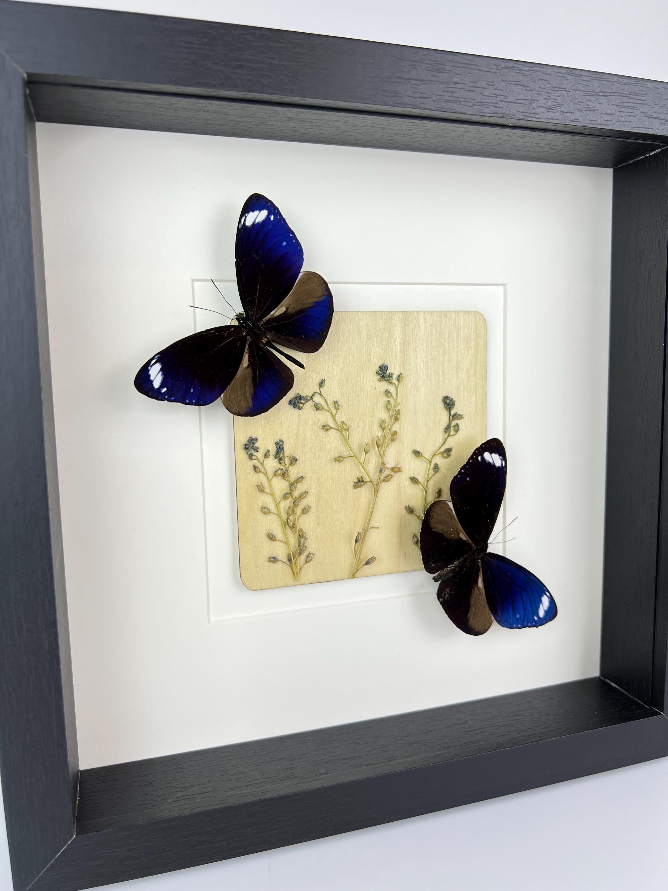 Euploea Mulciber mit Trockenblumen im Rahmen