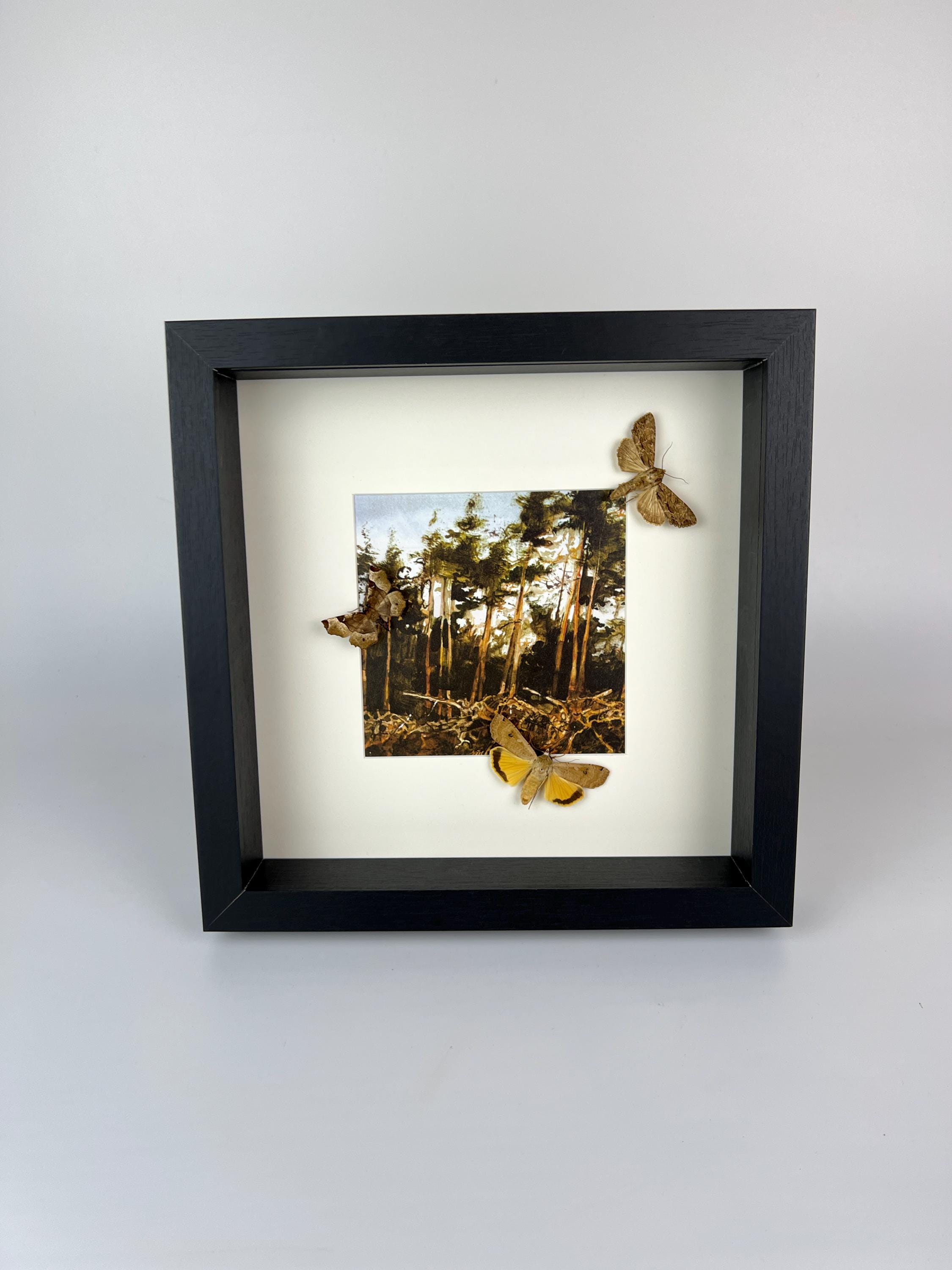 Motten auf Druck in einem Rahmen