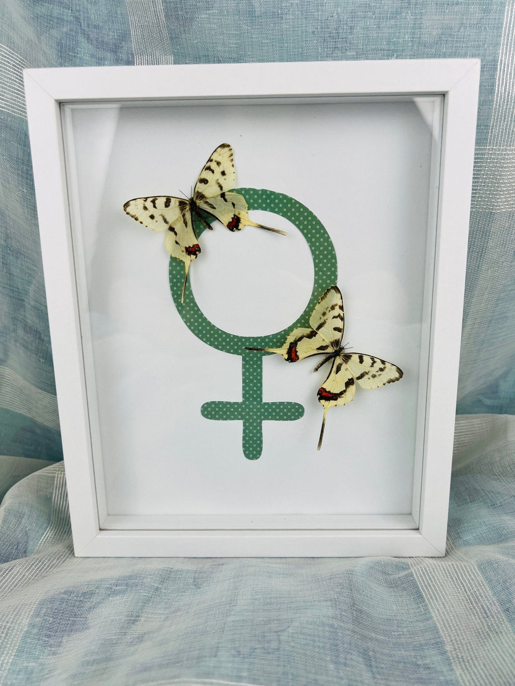Sericinus Montela auf einem Venus-Symbol in einem Rahmen von KEY LIME STORE