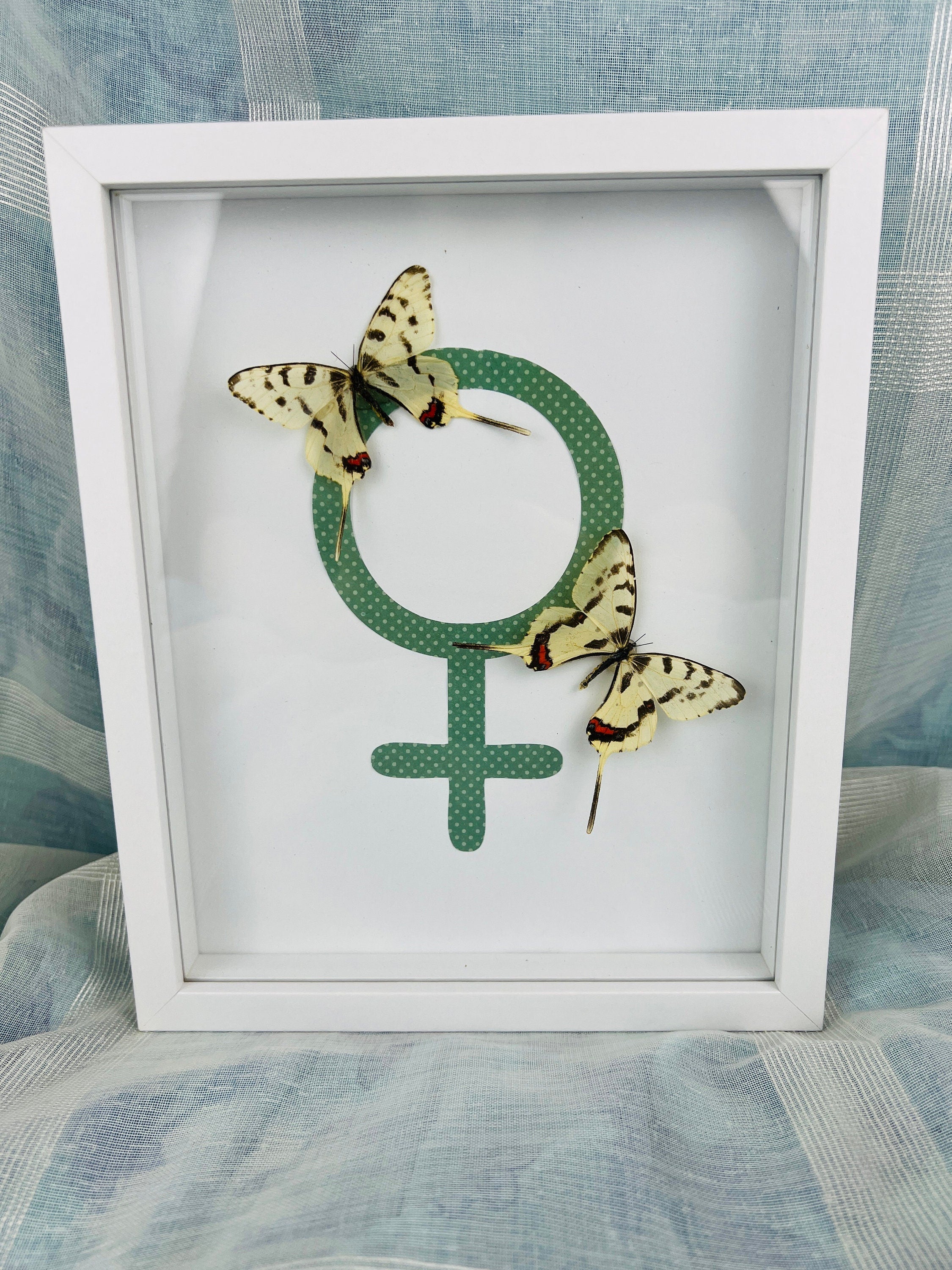 Sericinus Montela op venussymbool in lijst