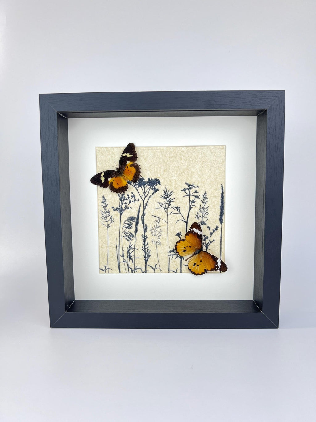 Cethosia Hypsea und Danaus Chrysippus in einem Rahmen von KEY LIME STORE