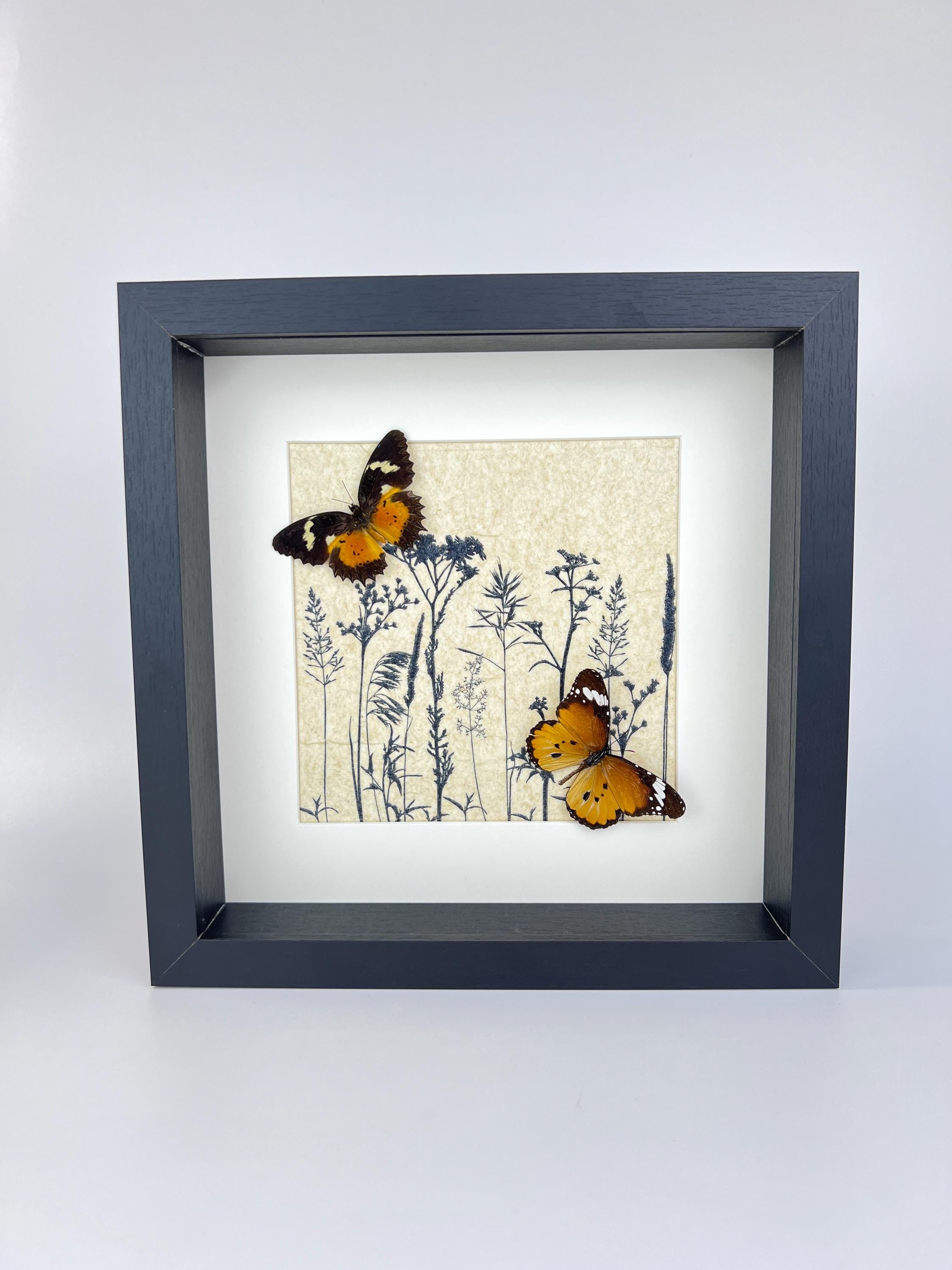 Cethosia hypsea und Danaus chrysippus in einem Rahmen