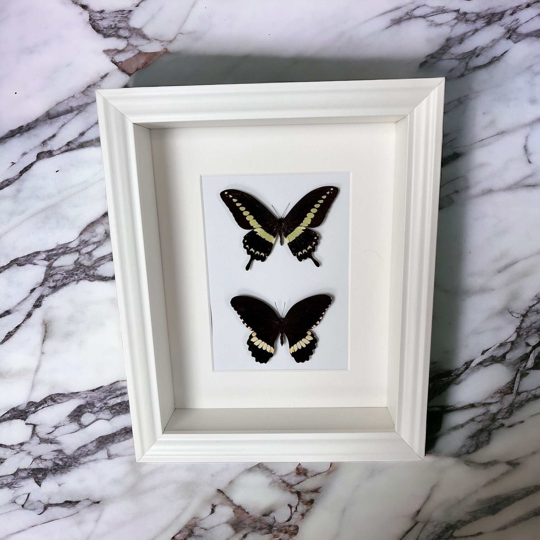 Papilio Demolion und Papilio Polytes Ledebouria im Rahmen