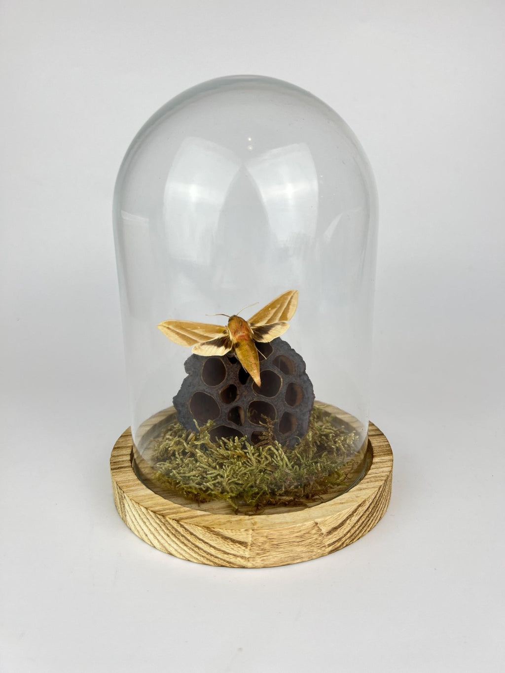 Hyles-Motte mit Moos und Lotusblüte in einer Glasglocke von KEY LIME STORE