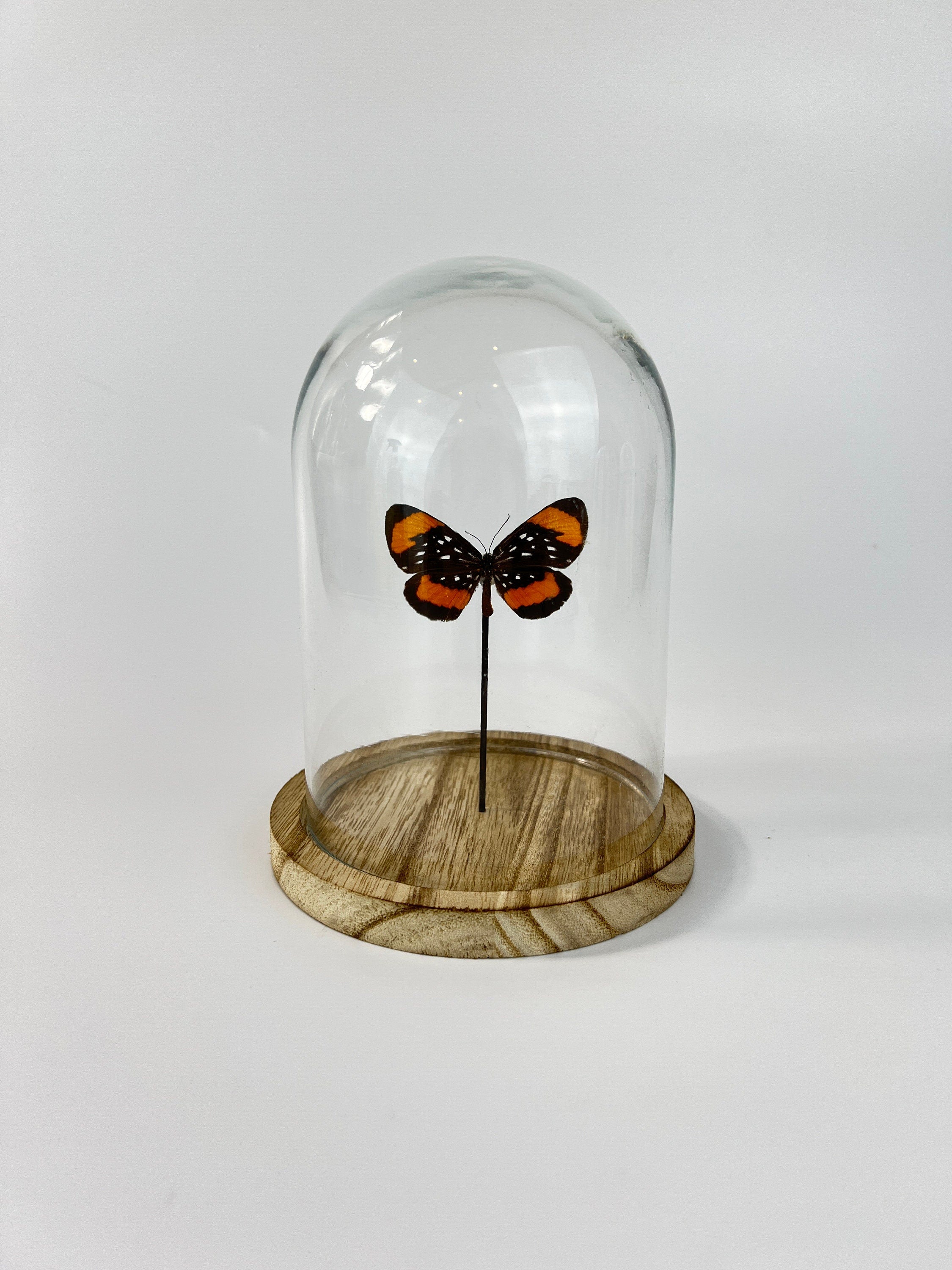 Echte vlinder | Stalachtis Euterpe in stolp (17x13cm)