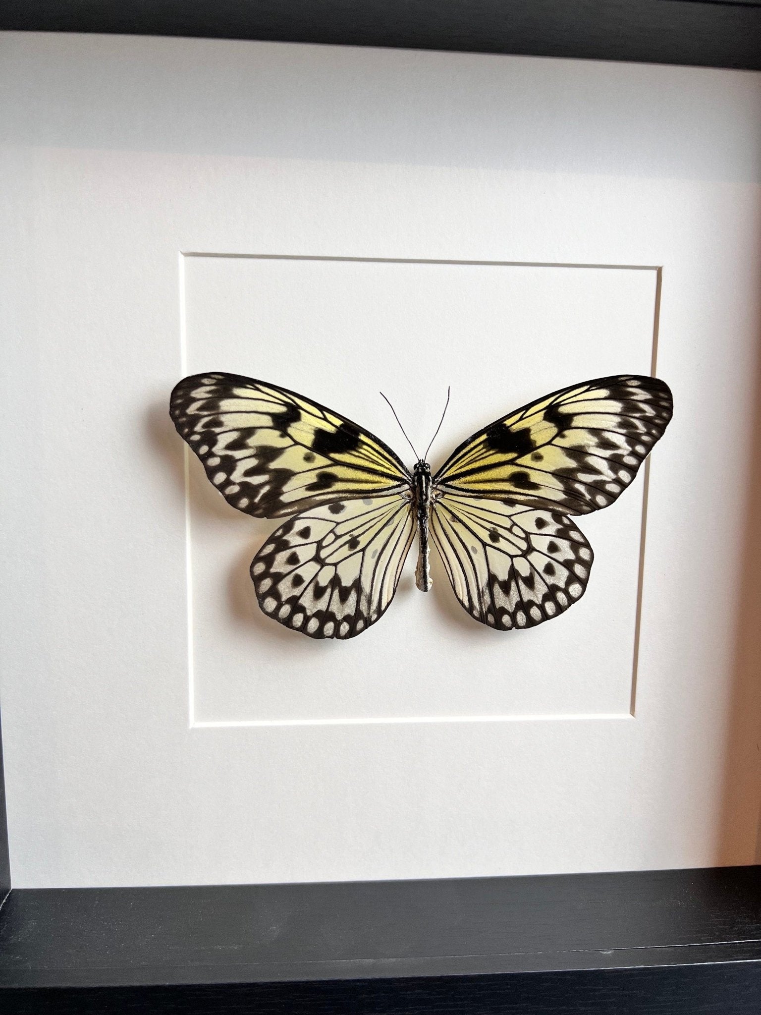 Idea Leuconoe in lijst by KEY LIME STORE