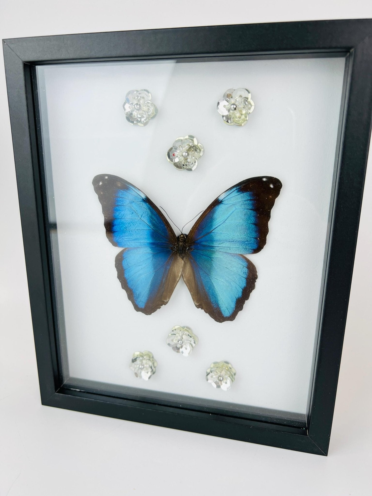 Morpho Deidamia mit Glitzerblumen im Rahmen von KEY LIME STORE