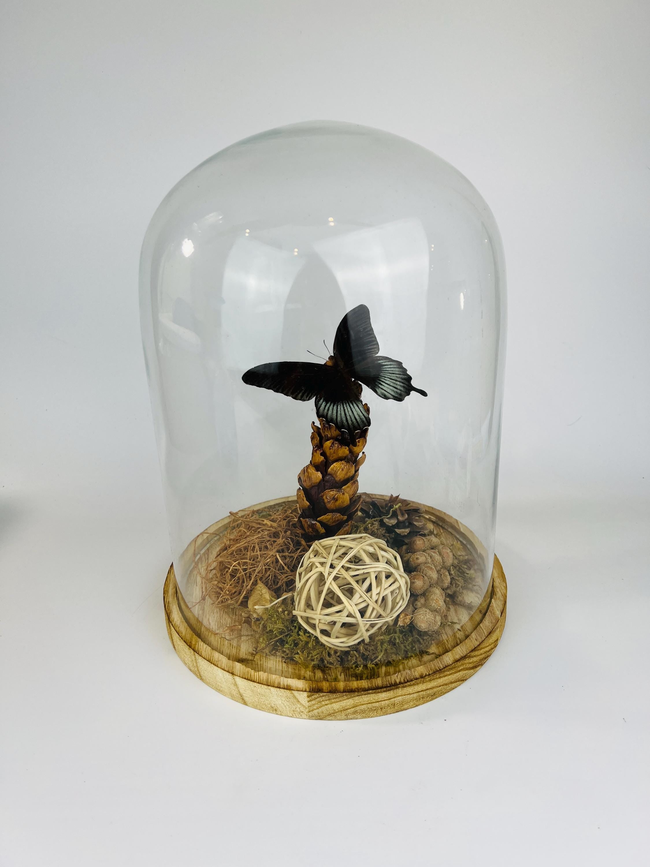 Echte vlinder | Papilio Lowi in stolp (31x23cm)