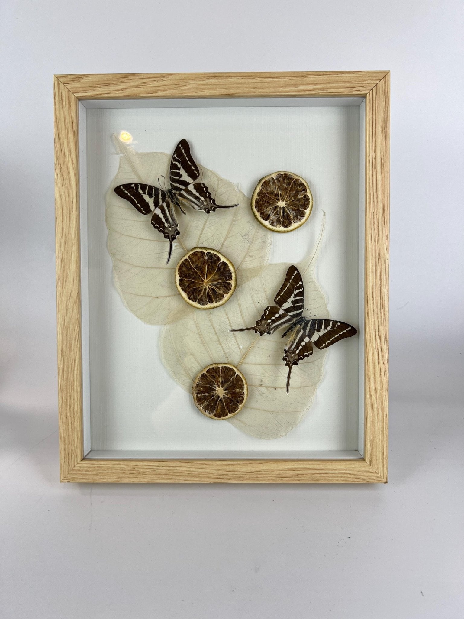 Graphium Rhesus met gedroogde ornamenten in lijst by KEY LIME STORE