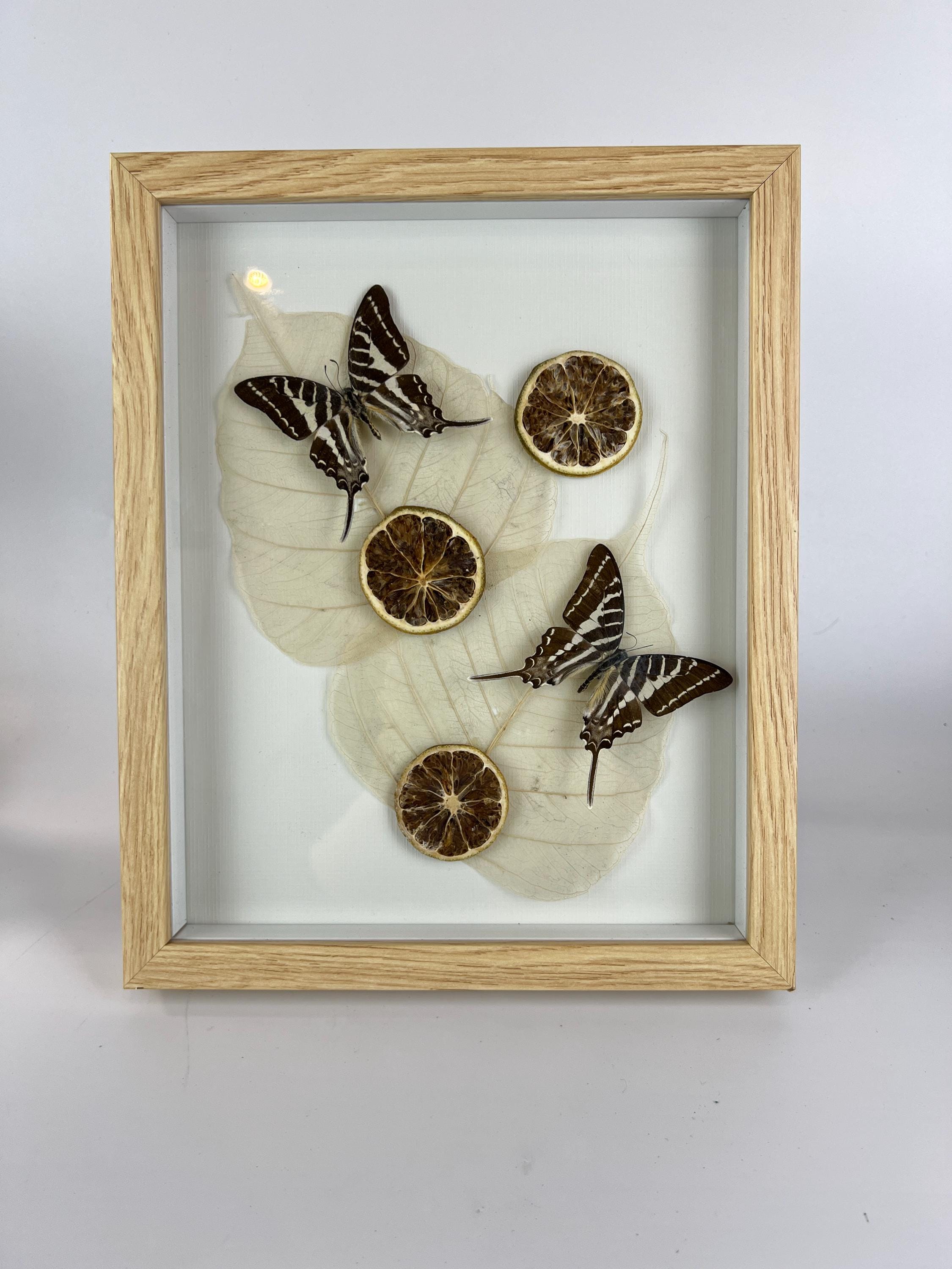 Graphium Rhesus mit getrockneten Verzierungen im Rahmen