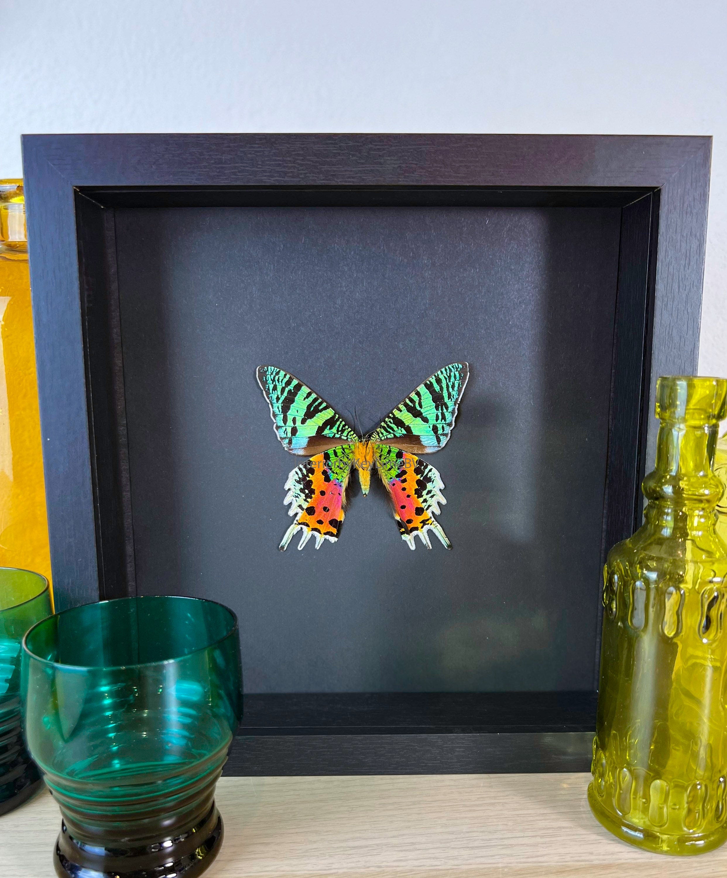 Urania Ripheus in lijst