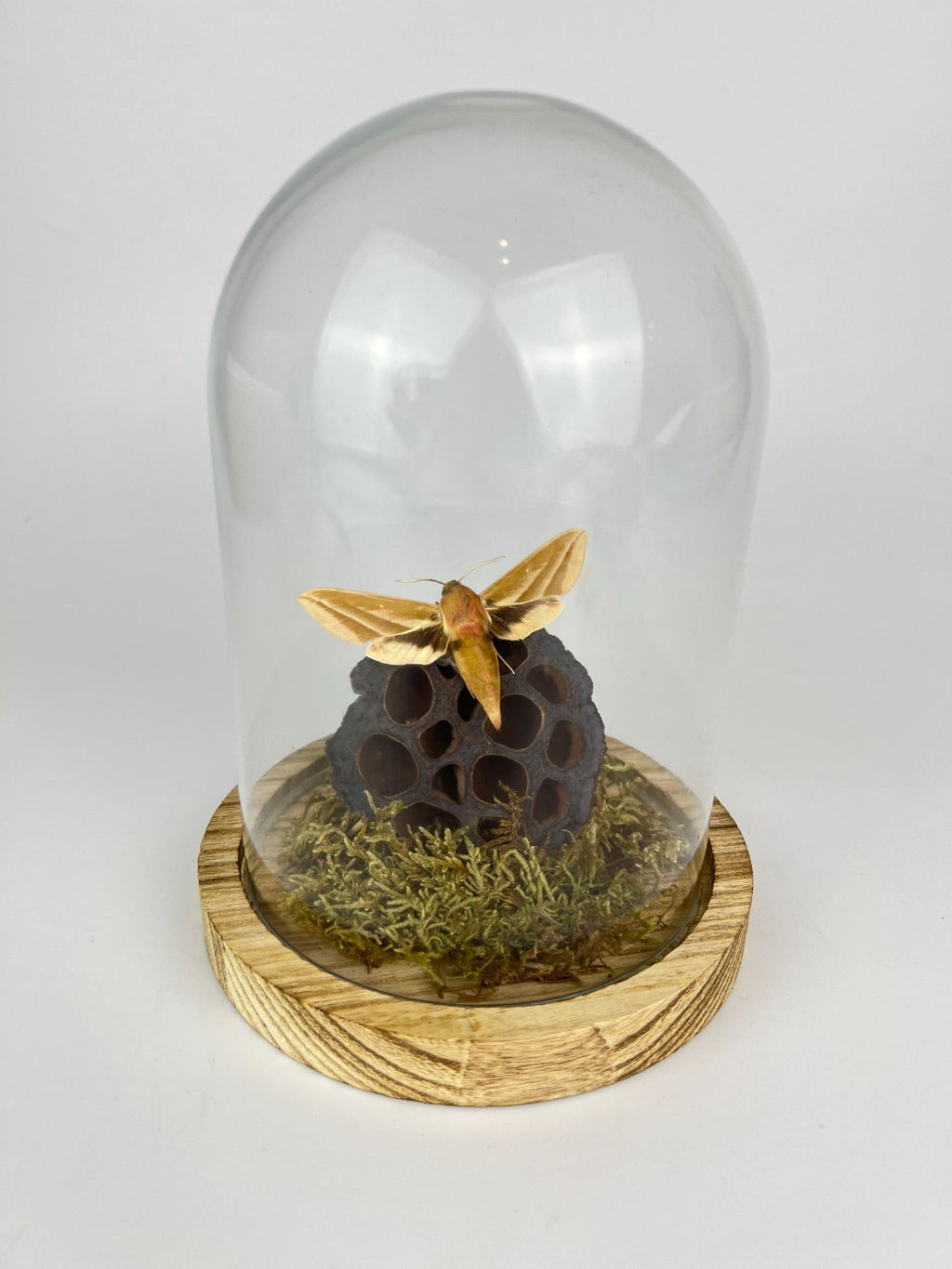 Hyles-Motte mit Moos und Lotusblüte in einer Glasglocke von KEY LIME STORE