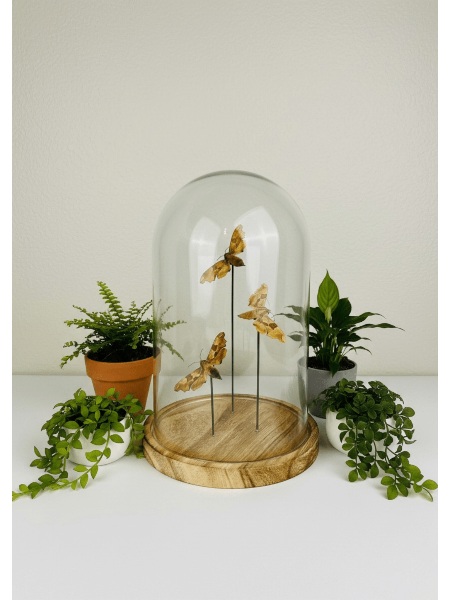 Sphingidae in einer Glasglocke von KEY LIME STORE