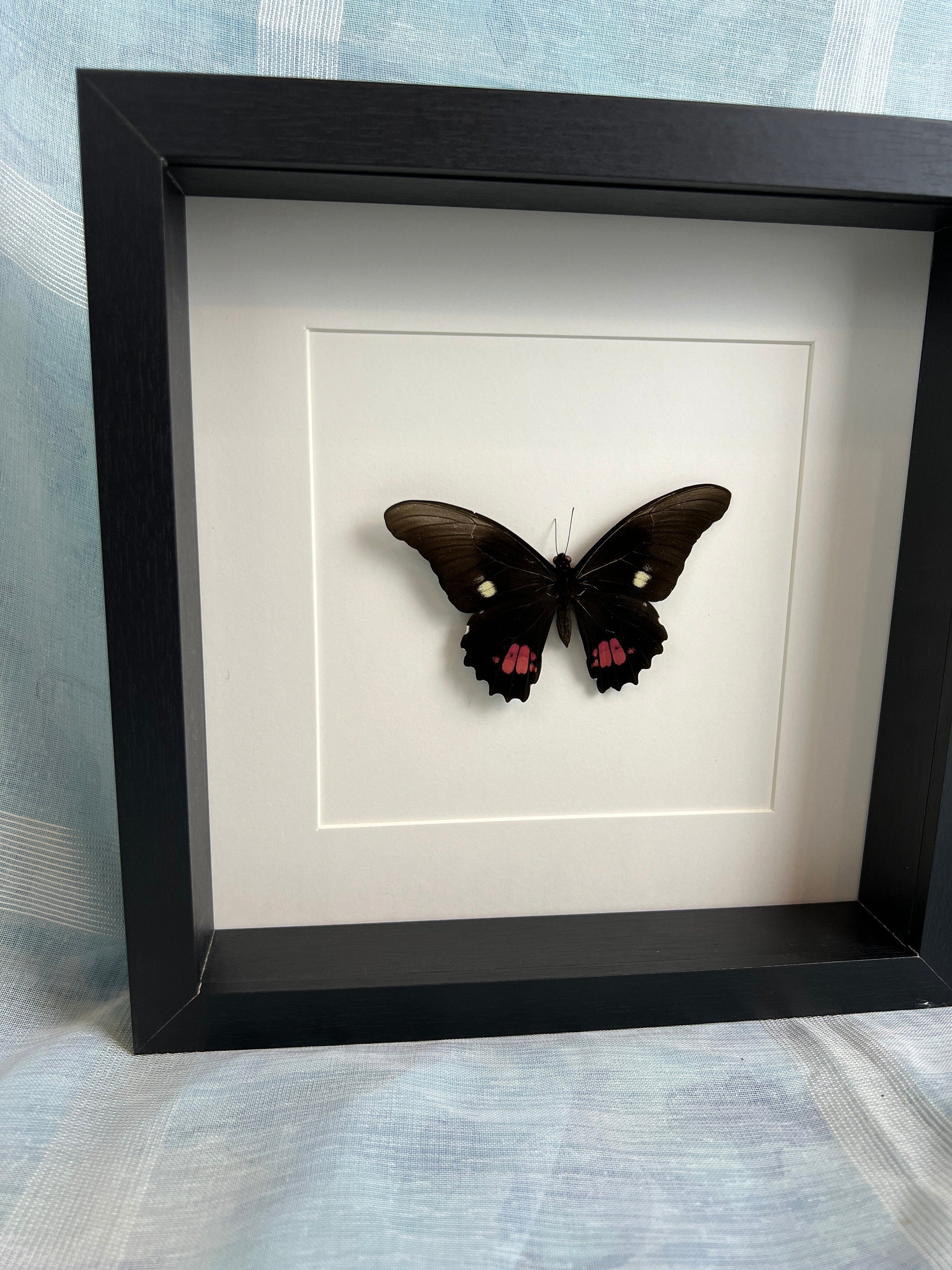 Papilio Anchisiades in lijst