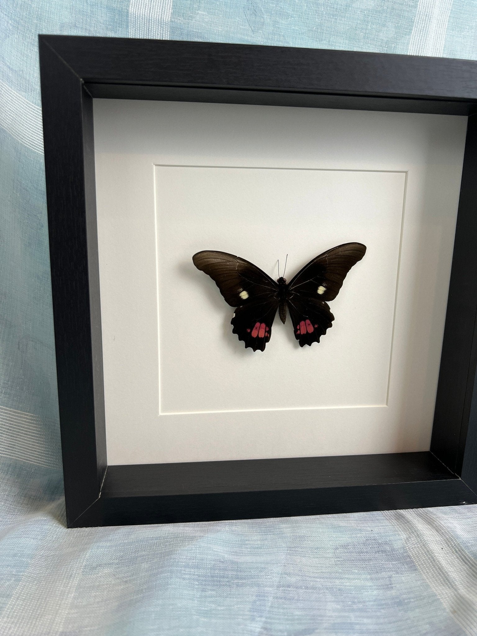 Papilio Anchisiades, gerahmt von KEY LIME STORE