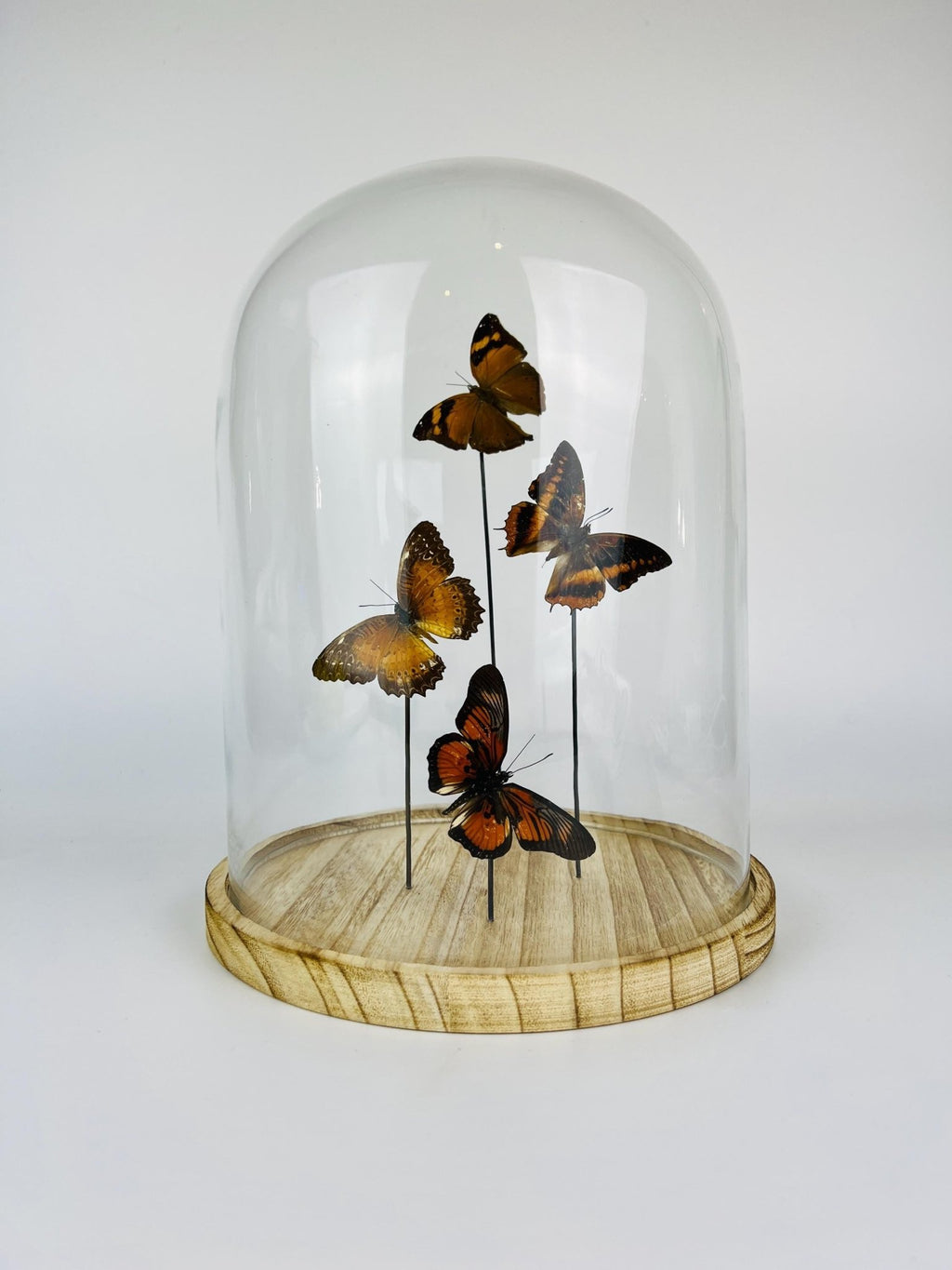 Doleschallia bisaltide, Charaxes cynthia, Cethosia biblis und Pseudacraea clarkii im Glas von KEY LIME STORE