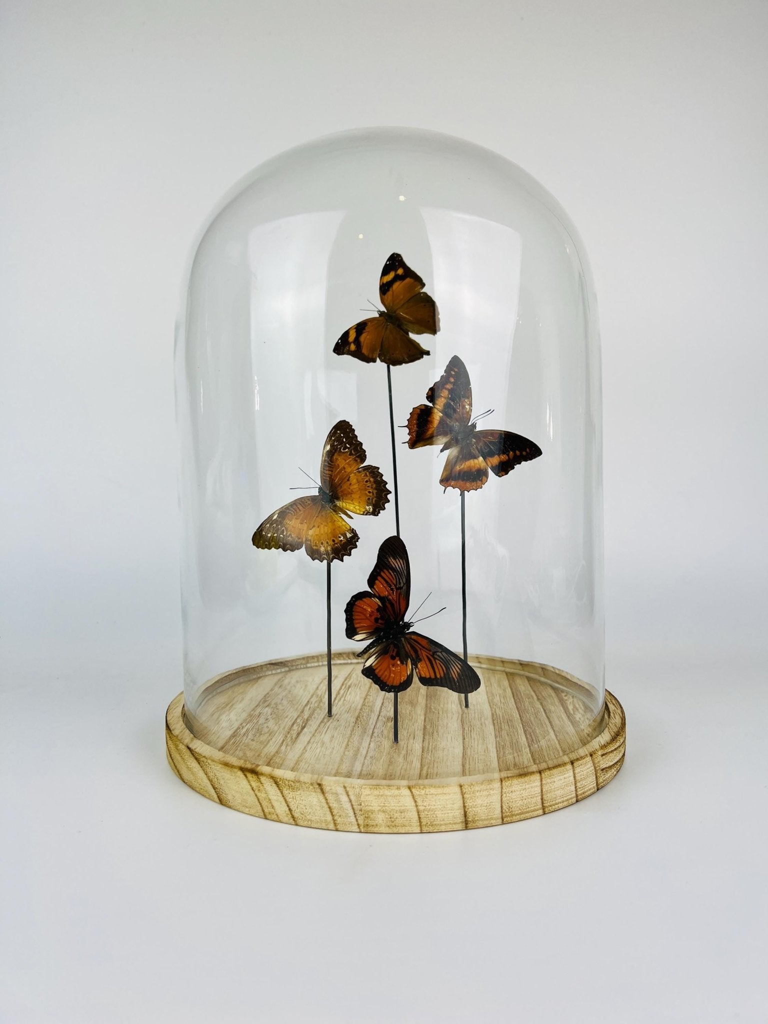 Doleschallia bisaltide, Charaxes cynthia, Cethosia biblis und Pseudacraea clarkii im Glas von KEY LIME STORE