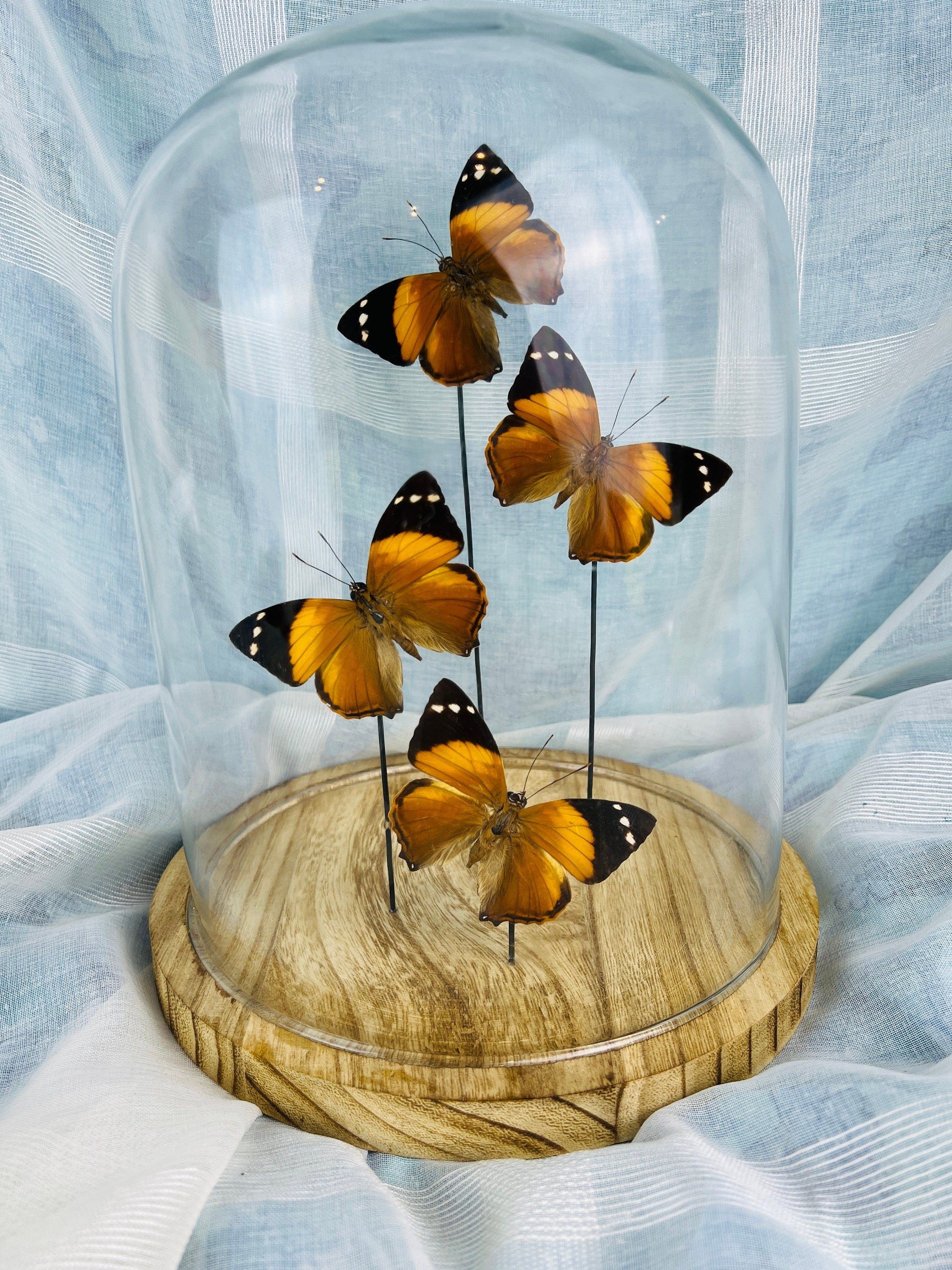 Smyrna Blomfieldia in stolp