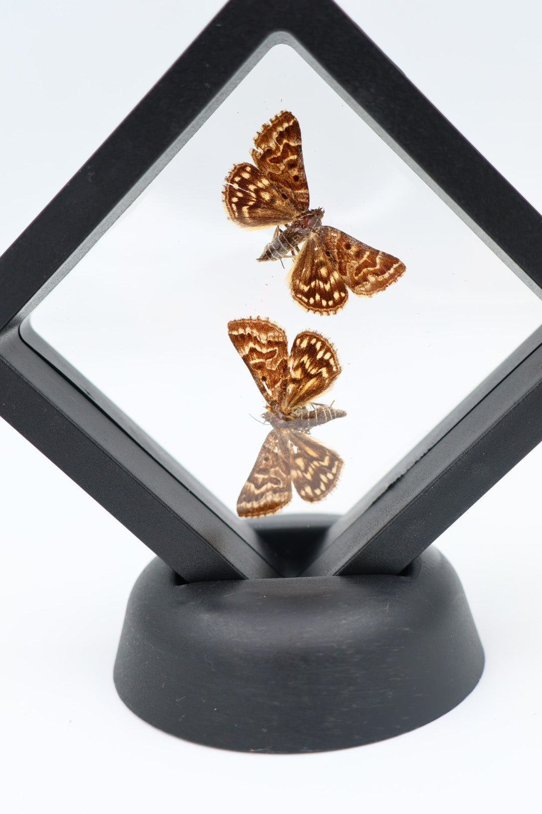 Echte vlinders - Euclidia Mi