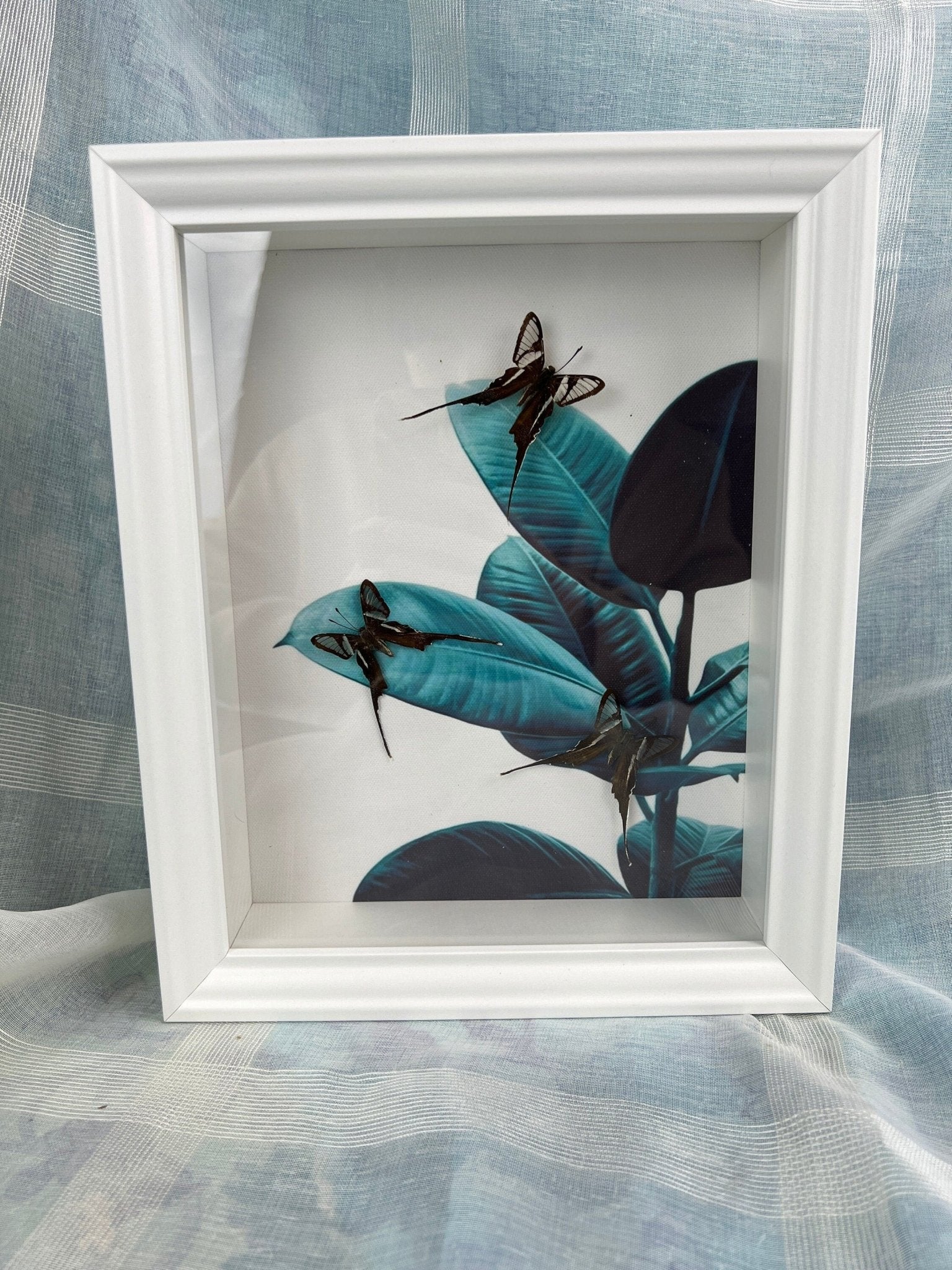 Lamproptera Meges in lijst by KEY LIME STORE