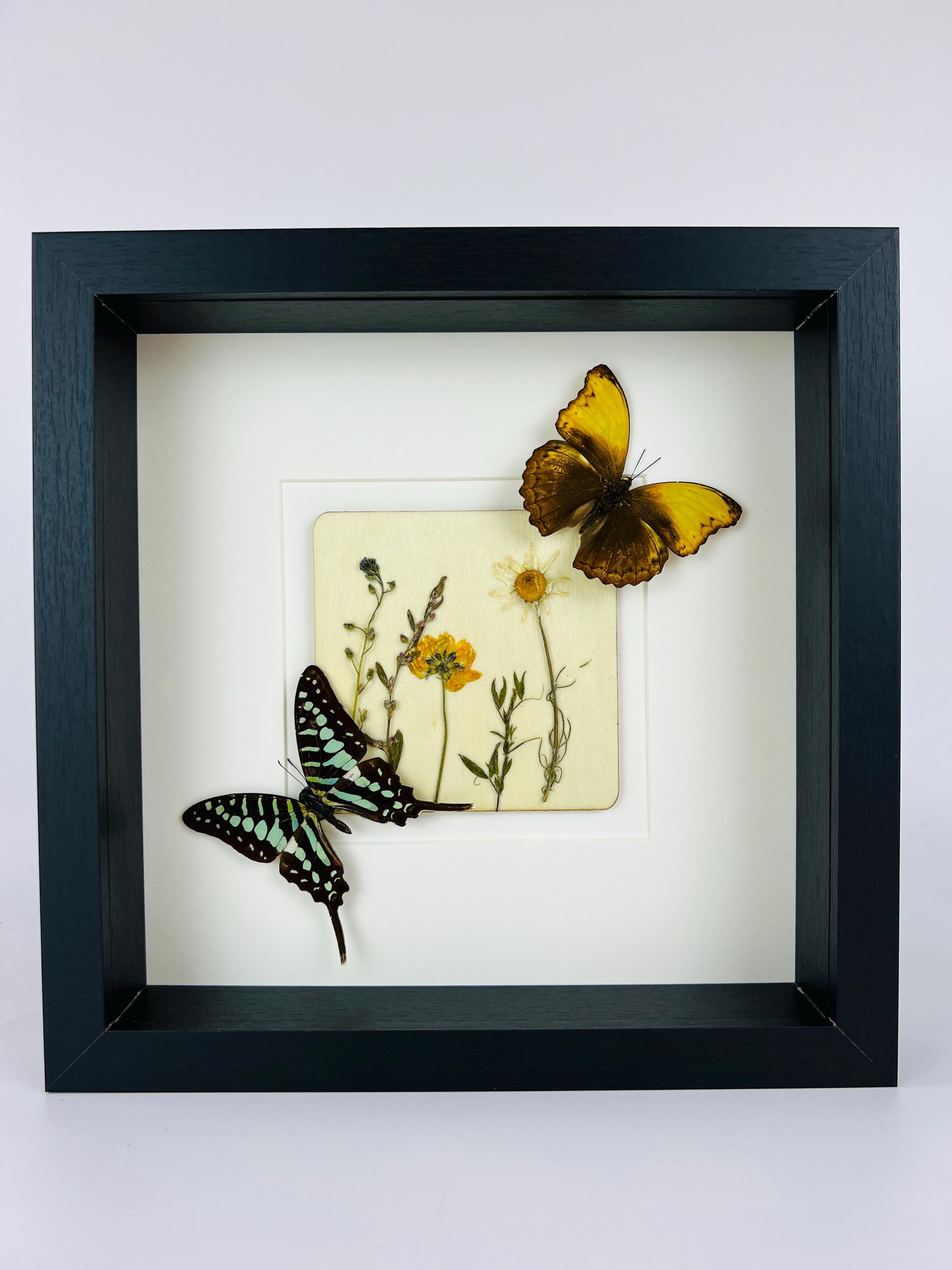 Graphium und Cymothoe Haynac mit Trockenblumen auf MDF in einem Rahmen