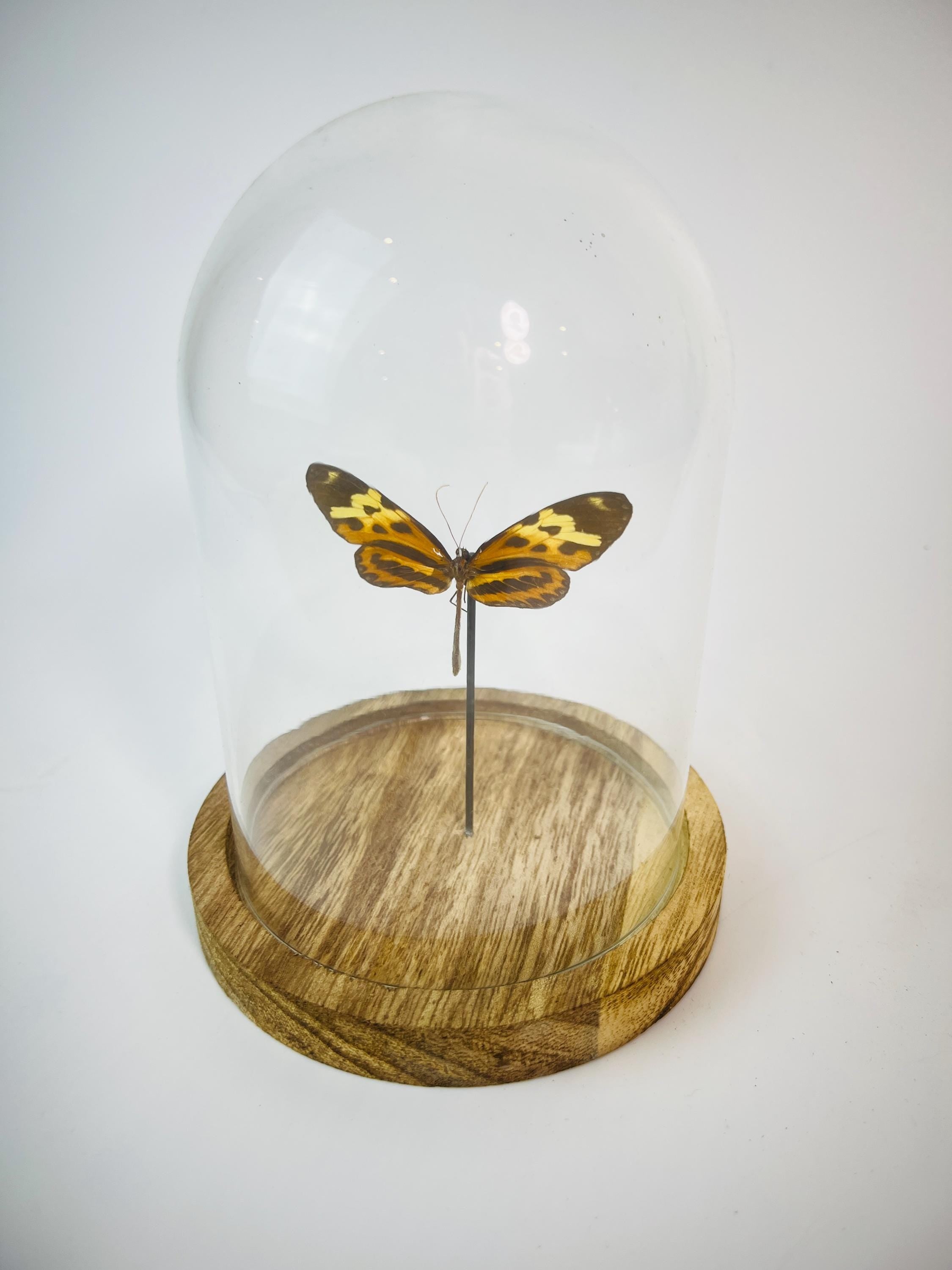 Echte vlinder | Heliconius in stolp (17x13cm)