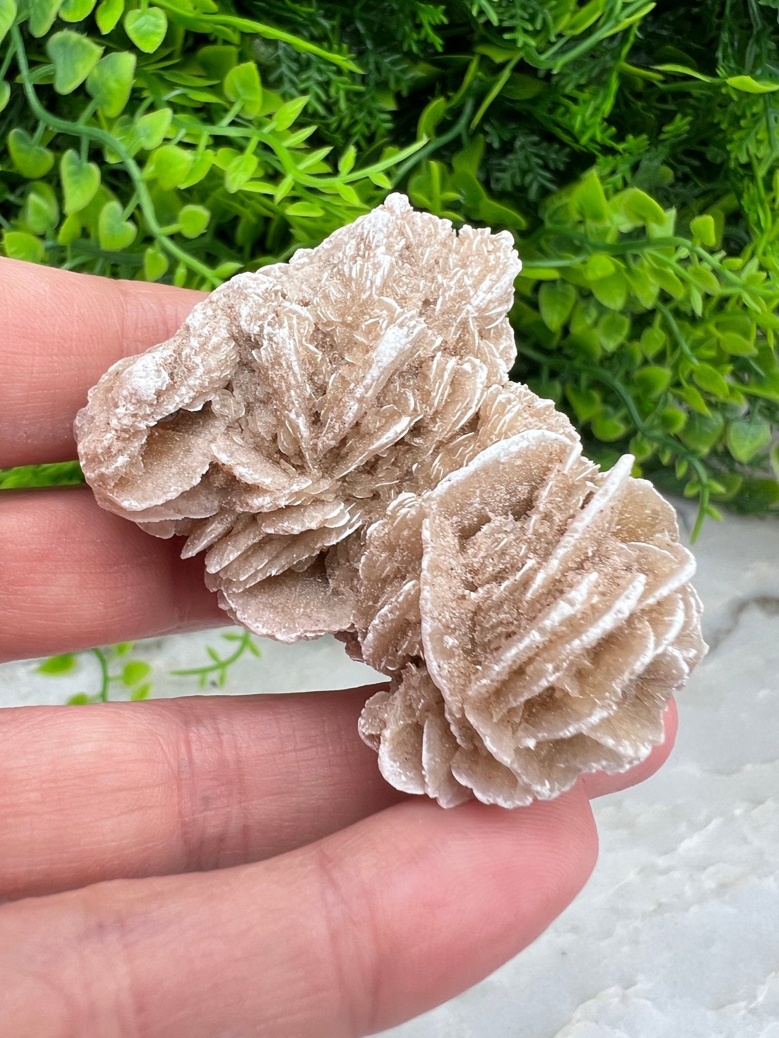 Woestijnroos cluster (5 cm) by KEY LIME STORE