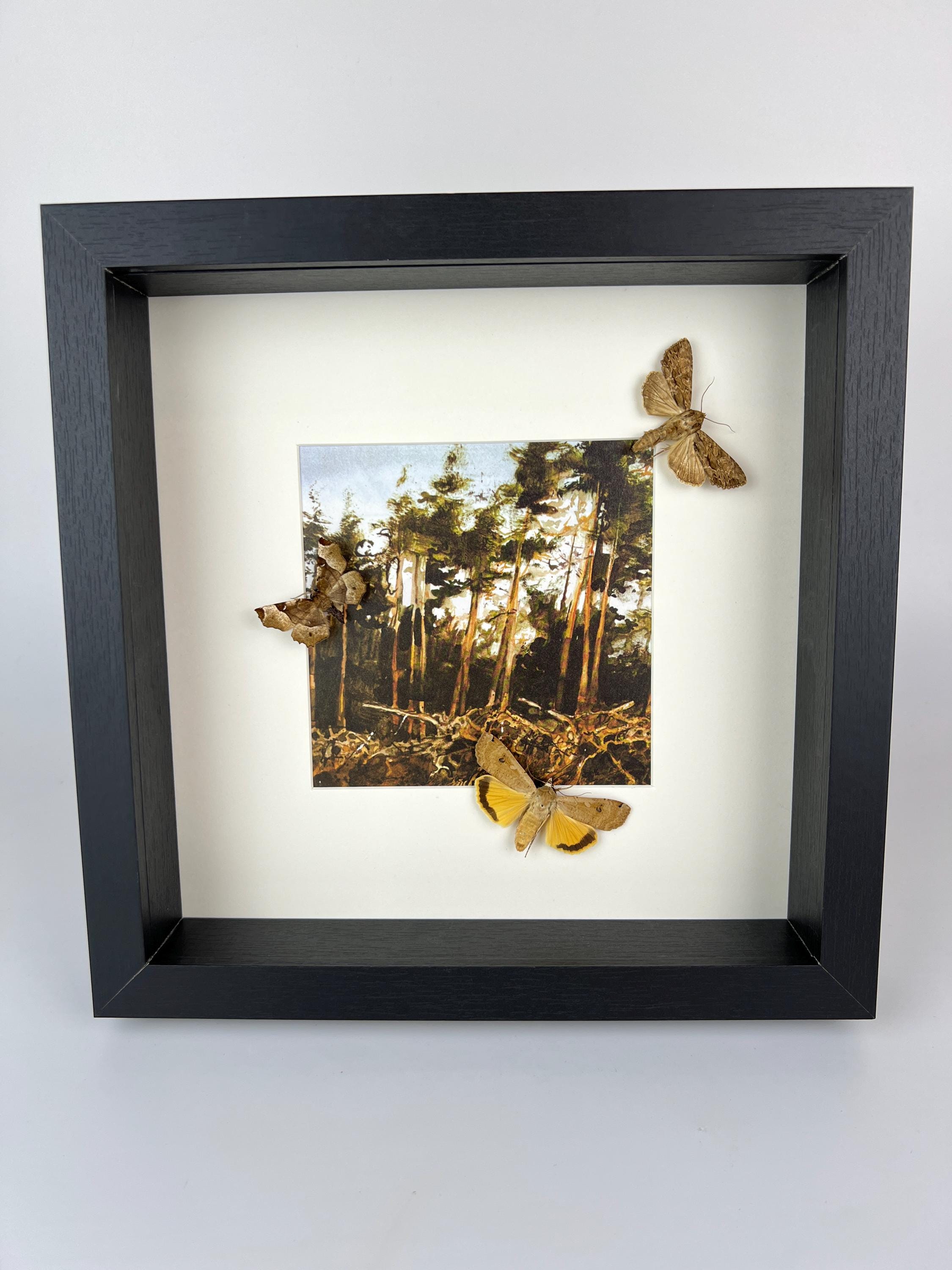 Motten op print in lijst