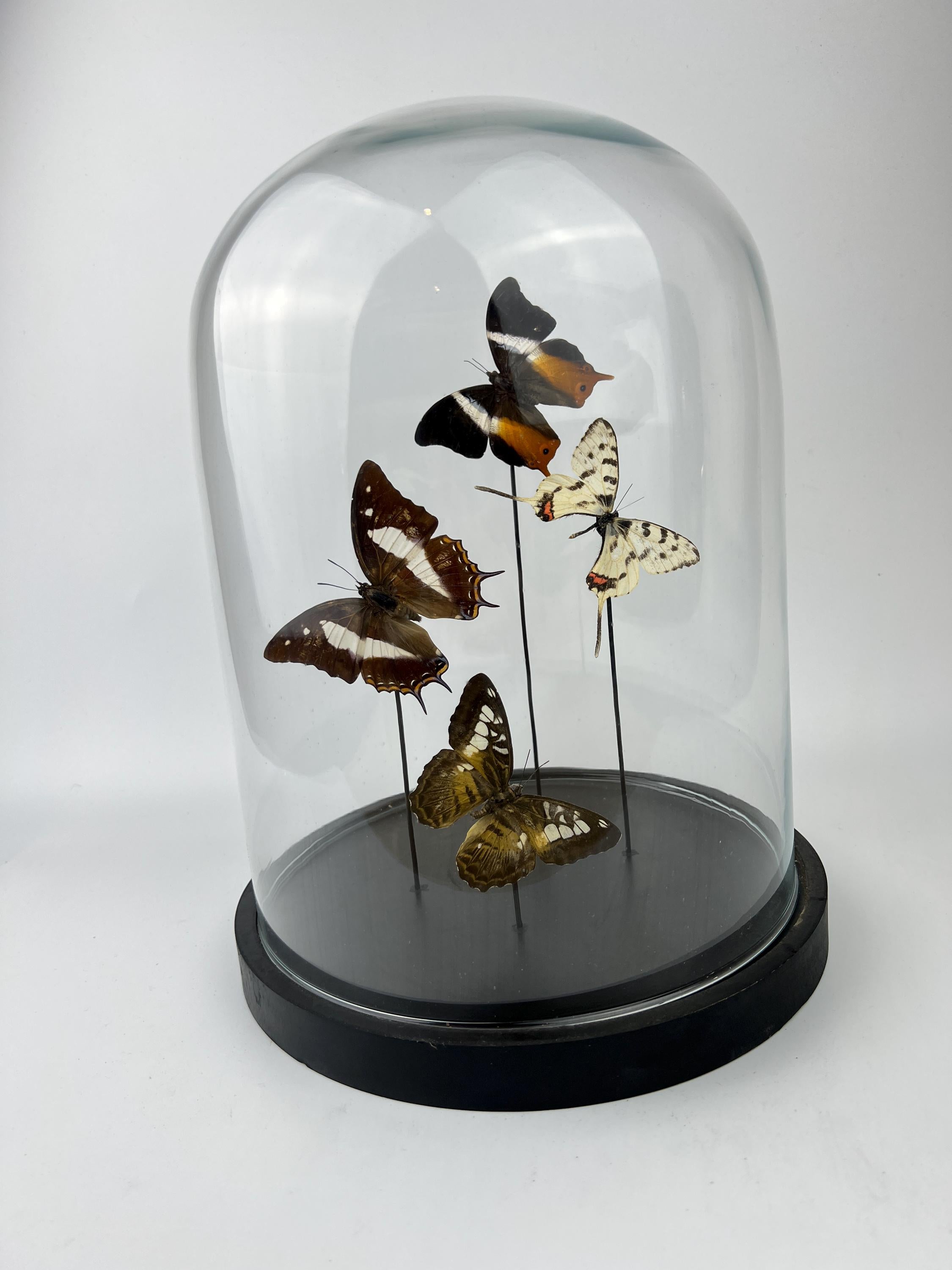 Mix vlinders in stolp