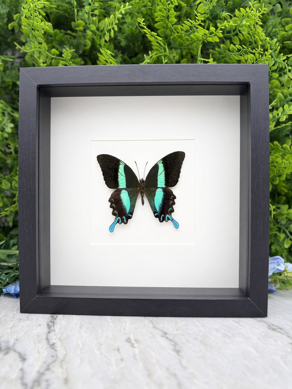 A framed image of a colorful butterfly with blue and green markings on a white background.