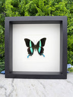 A framed image of a colorful butterfly with blue and green markings on a white background.