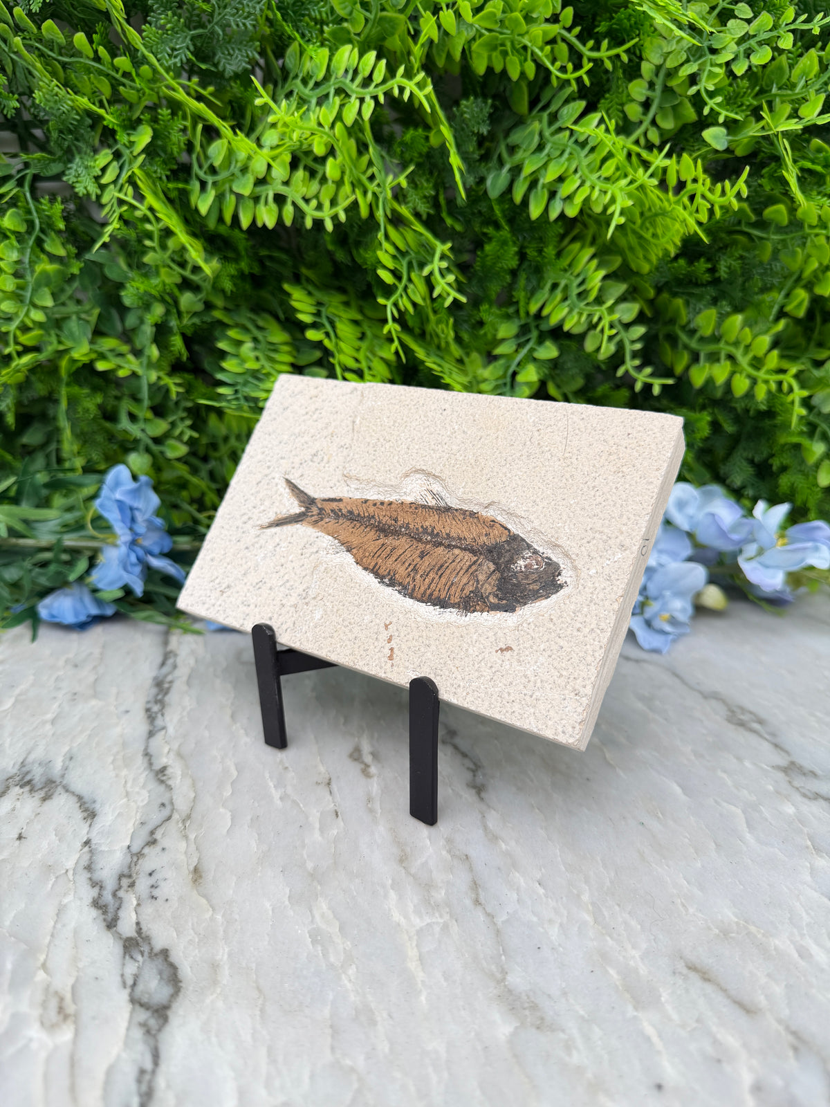 a square tile with a fossilized fish on it, set against a backdrop of lush green foliage and blue flowers.