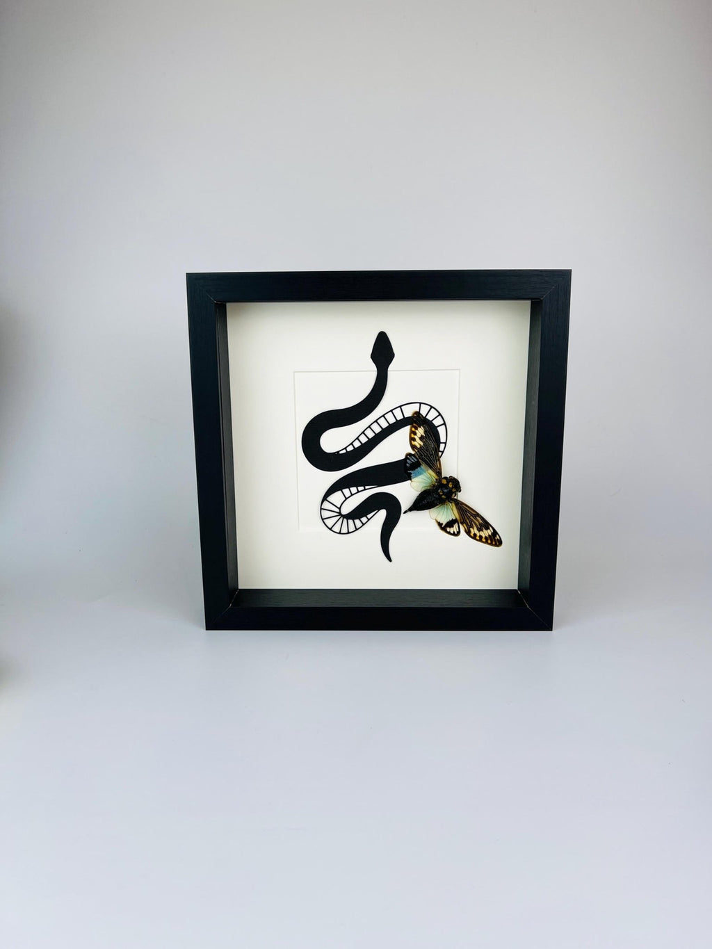 Tosena Splendida Zikade mit Schlangenmuster im Rahmen von KEY LIME STORE