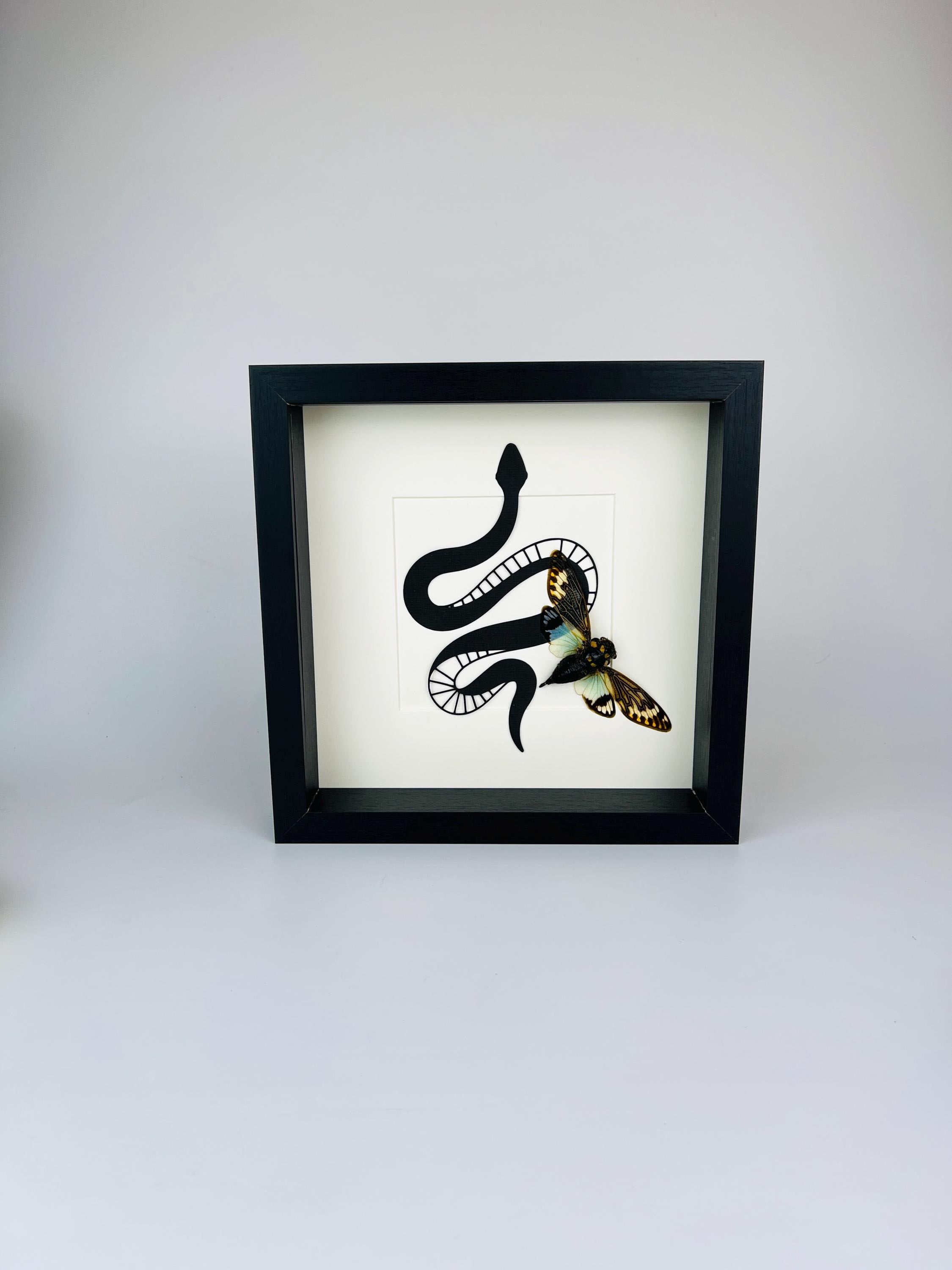 Tosena Splendida Cicade met slangenprint in lijst