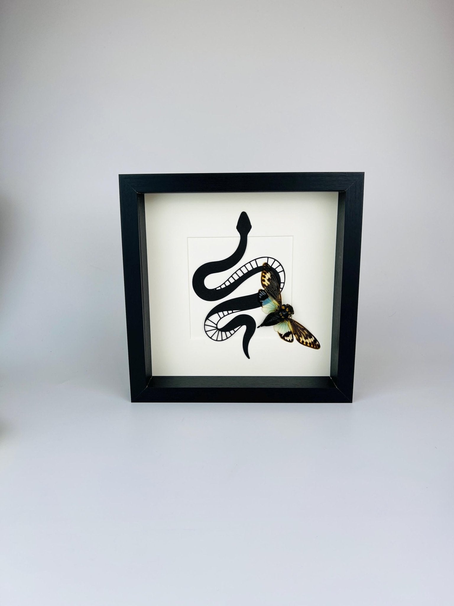 Tosena Splendida Zikade mit Schlangenmuster im Rahmen von KEY LIME STORE