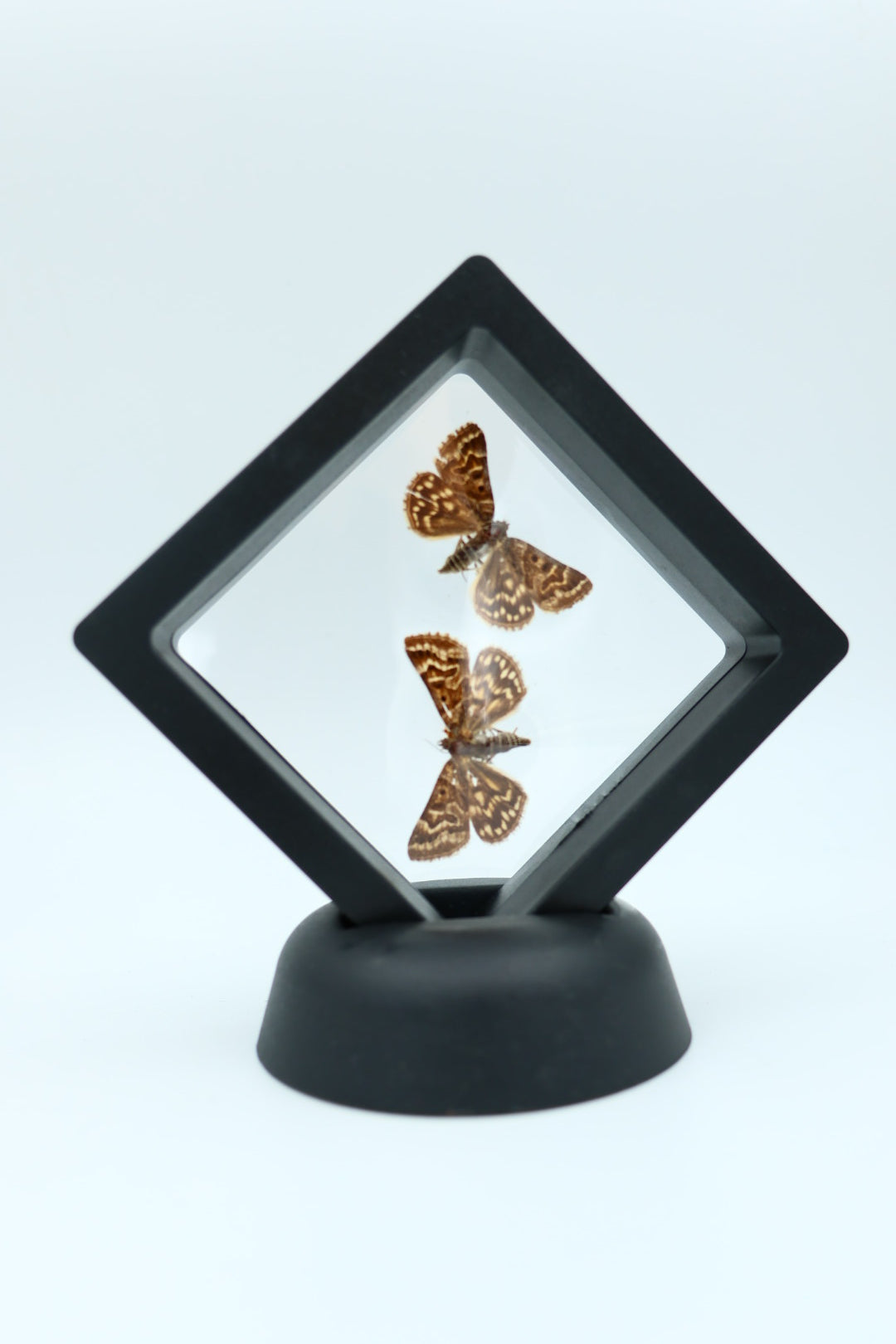 Echte vlinders - Euclidia Mi