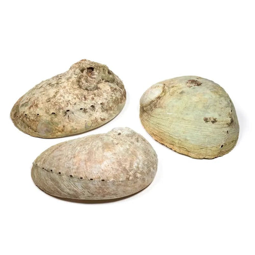 Abalone smudge shell, Haliotis diversicolor (±15.5–18 cm)