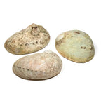 Abalone smudge schelp Haliotis diversicolor S (±10-11.5cm)