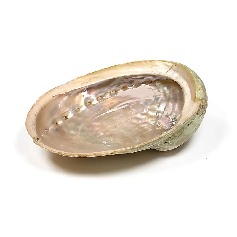 Abalone smudge schelp Haliotis diversicolor M (±12-16cm)