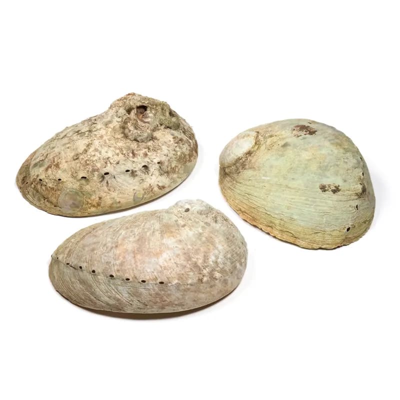 Abalone smudge schelp Haliotis diversicolor M (±12-16cm)