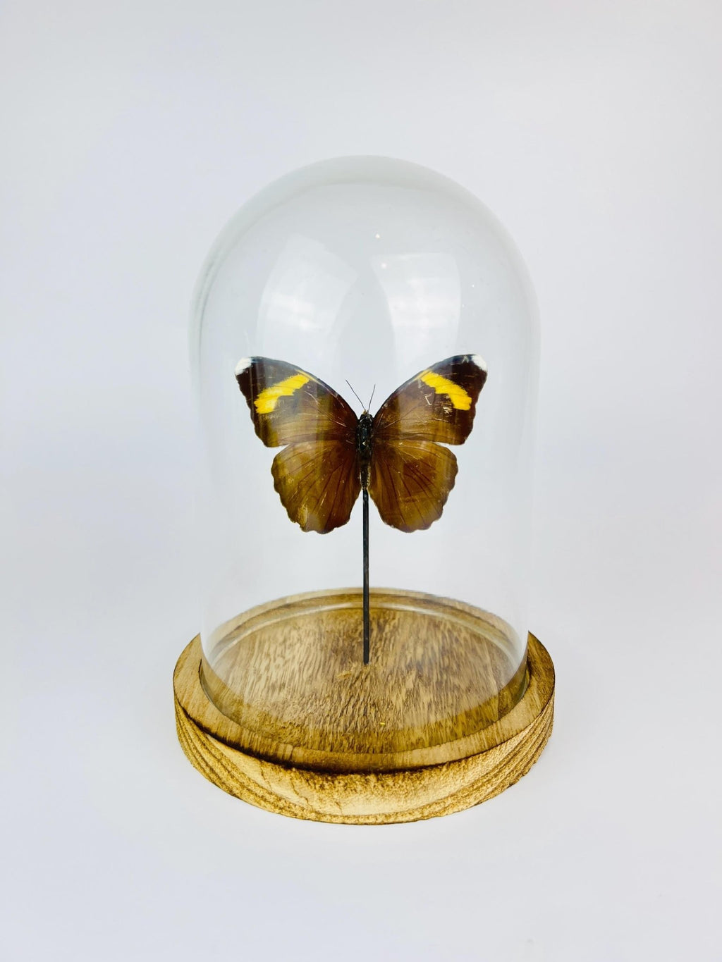 Euphaedra in einer Glasglocke von KEY LIME STORE