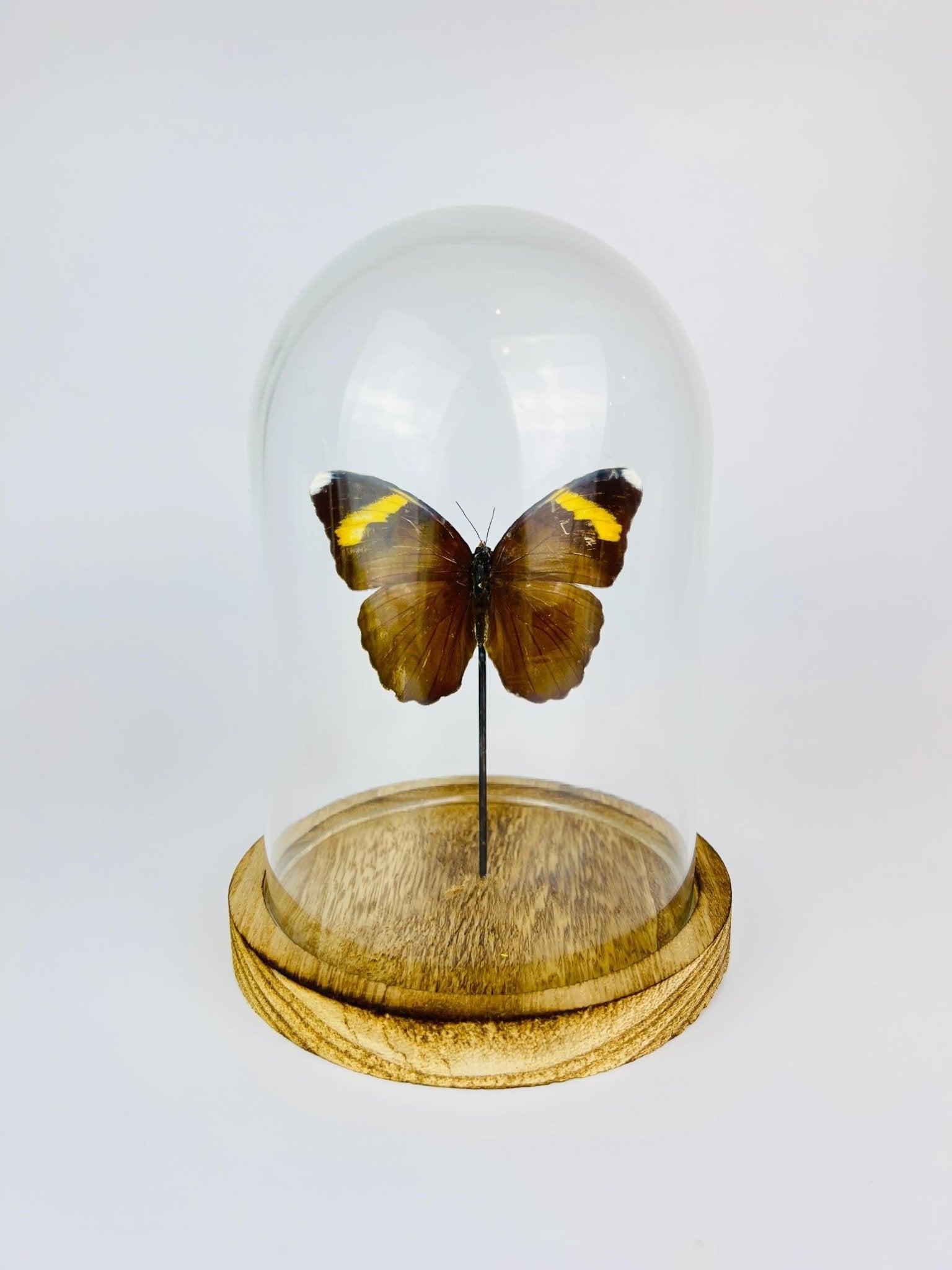Euphaedra in einer Glasglocke von KEY LIME STORE