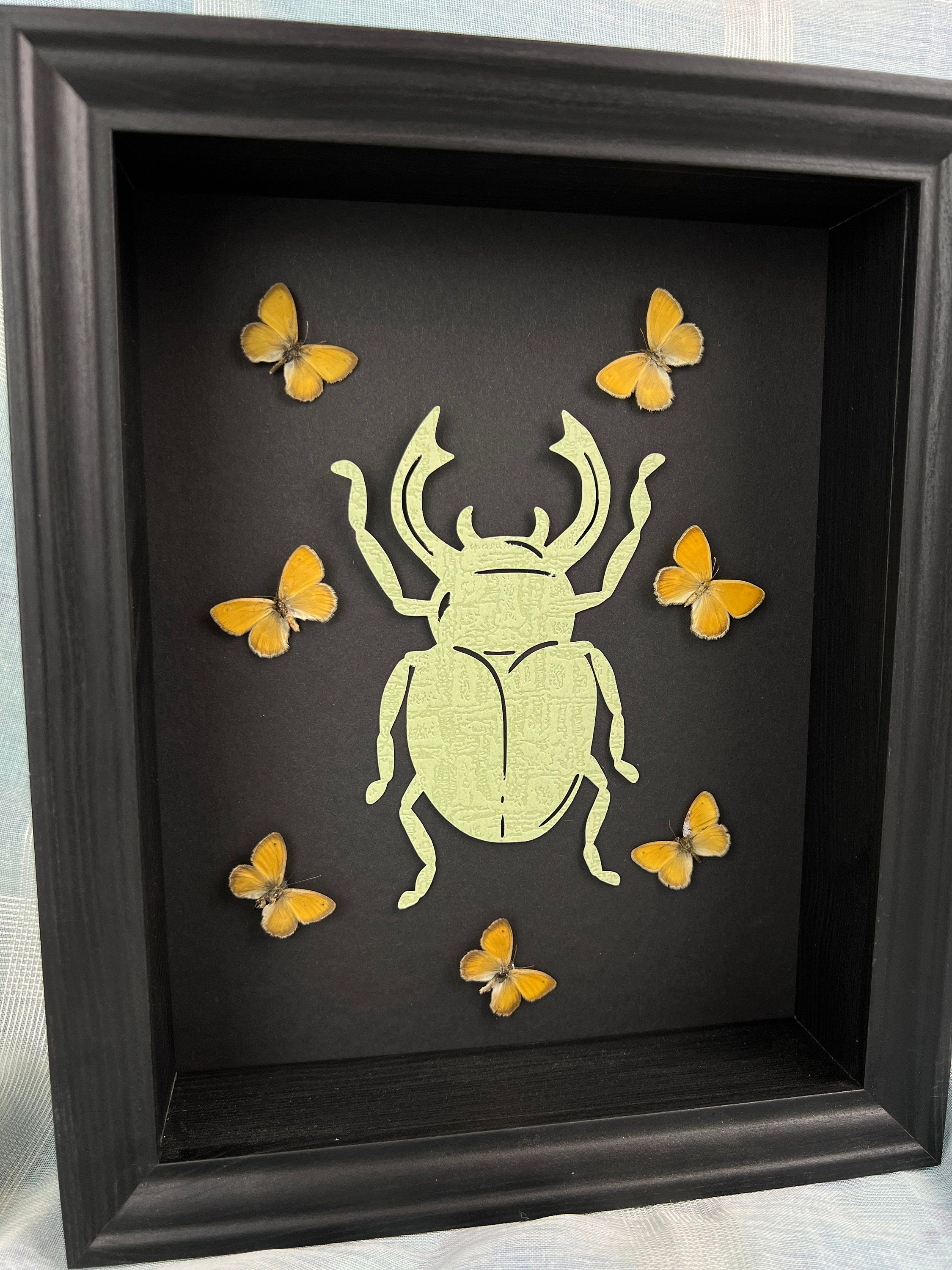 Butterfly Taxidermy Art with Intriguing Paper Beetle - Home Decor