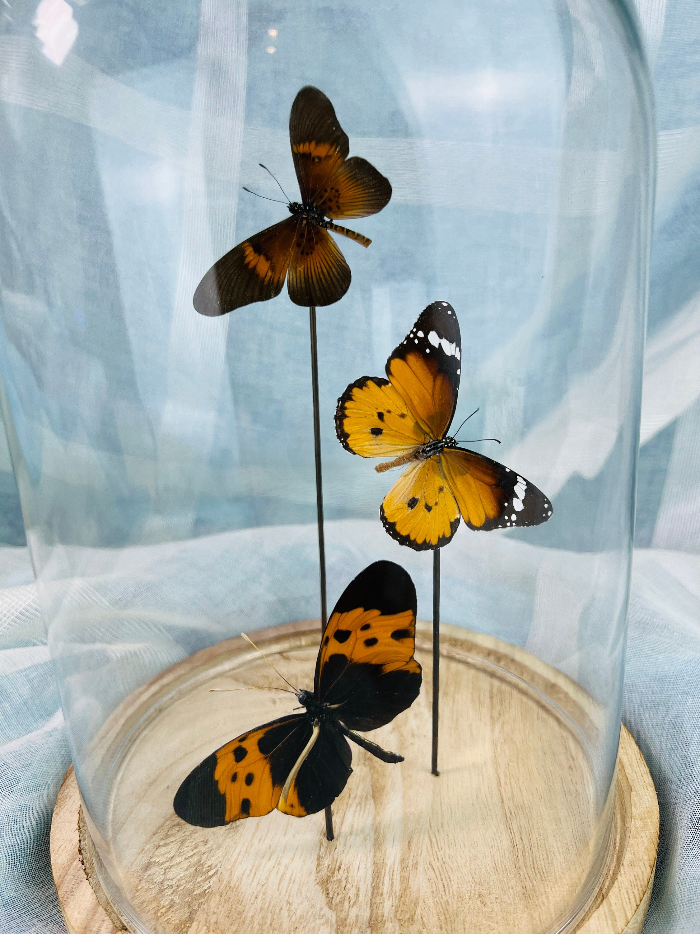 Actinote, Danaus chrysippus und Melinaea in einer Glasglocke