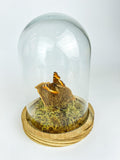 Aglais Milberti in einer Glasglocke von KEY LIME STORE