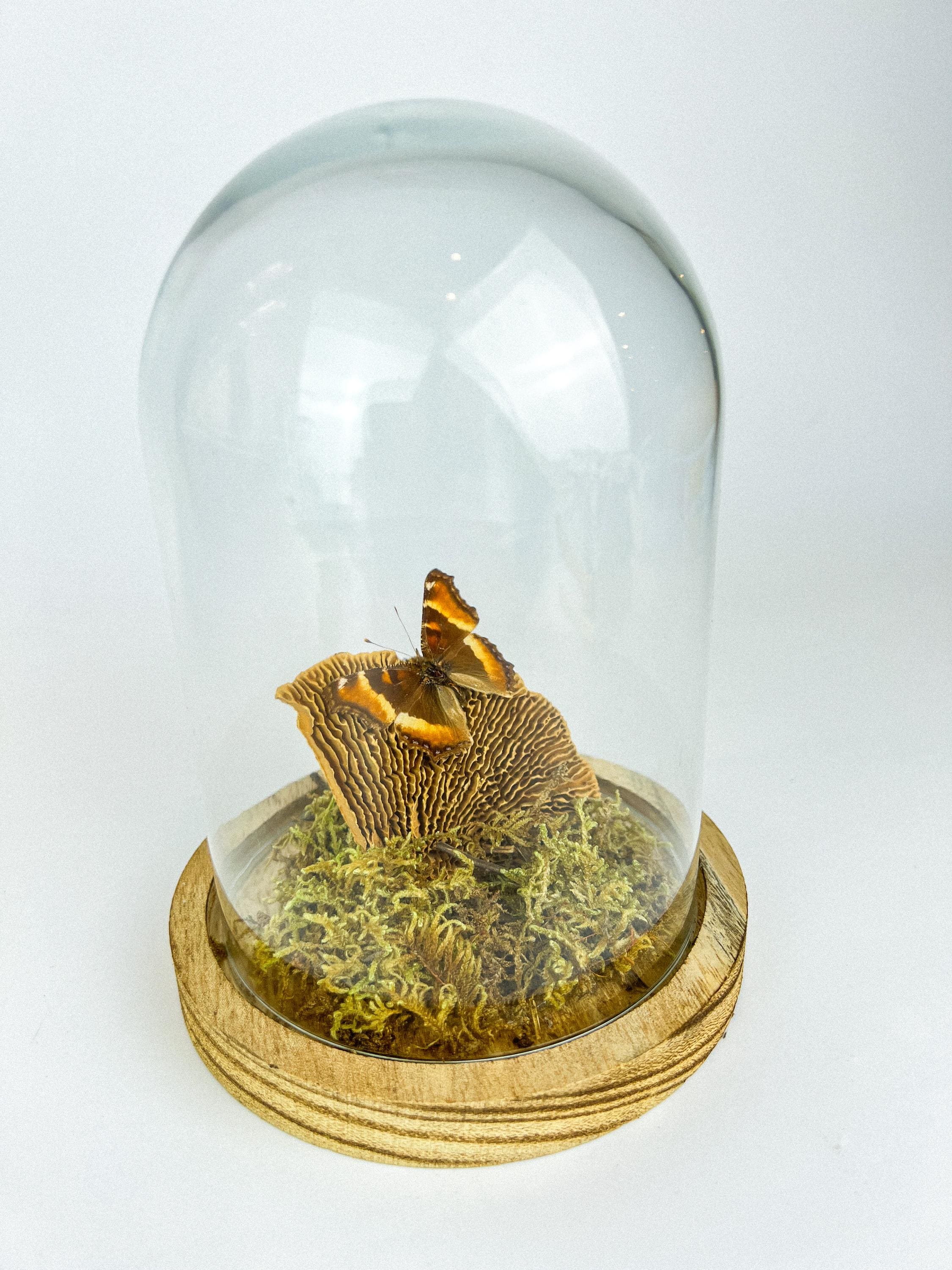 Echte vlinder | Aglais Milberti in stolp (17x13cm)