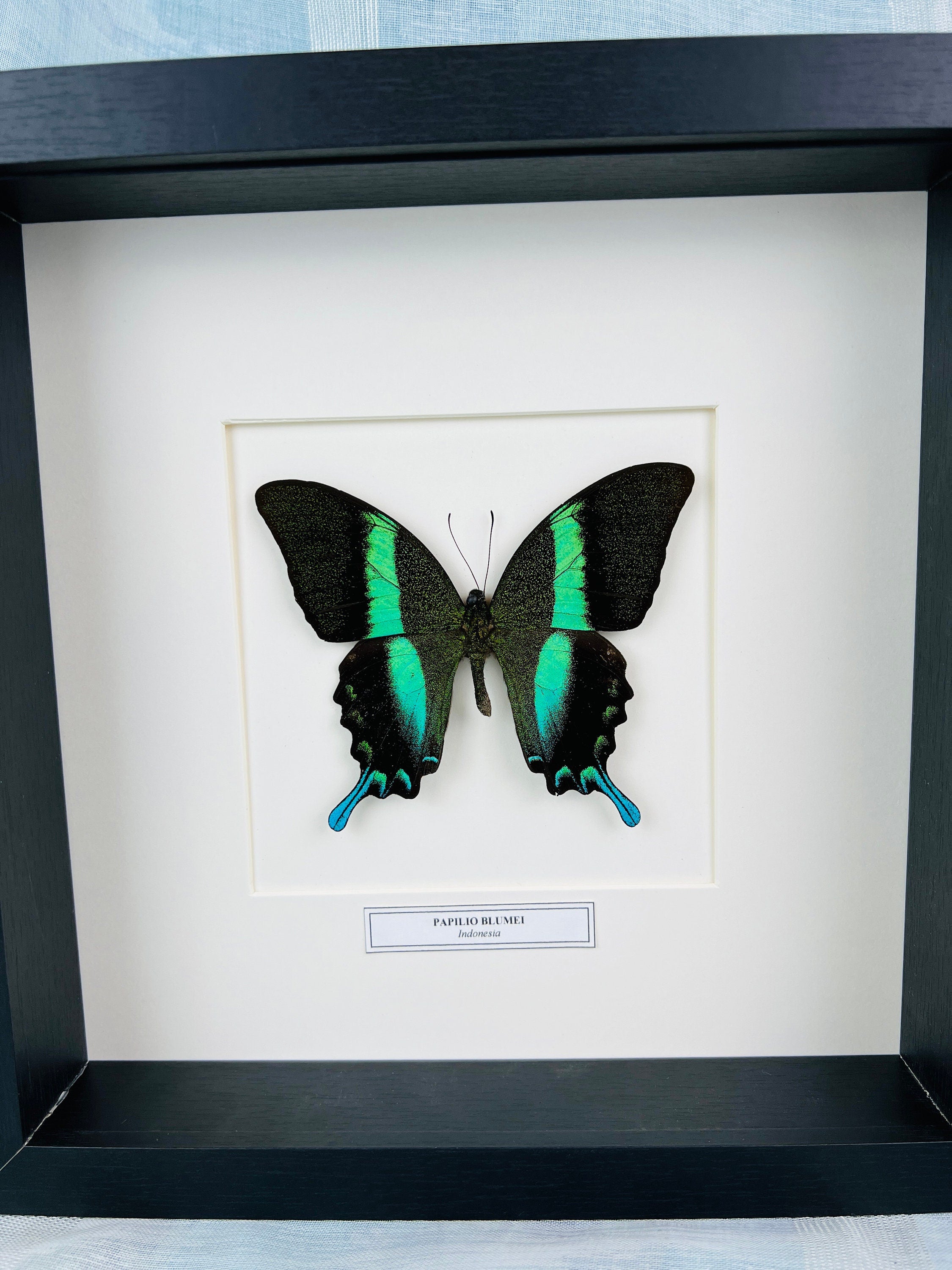 Unique Papilio Blumei Butterfly Shadowbox display with nameplate