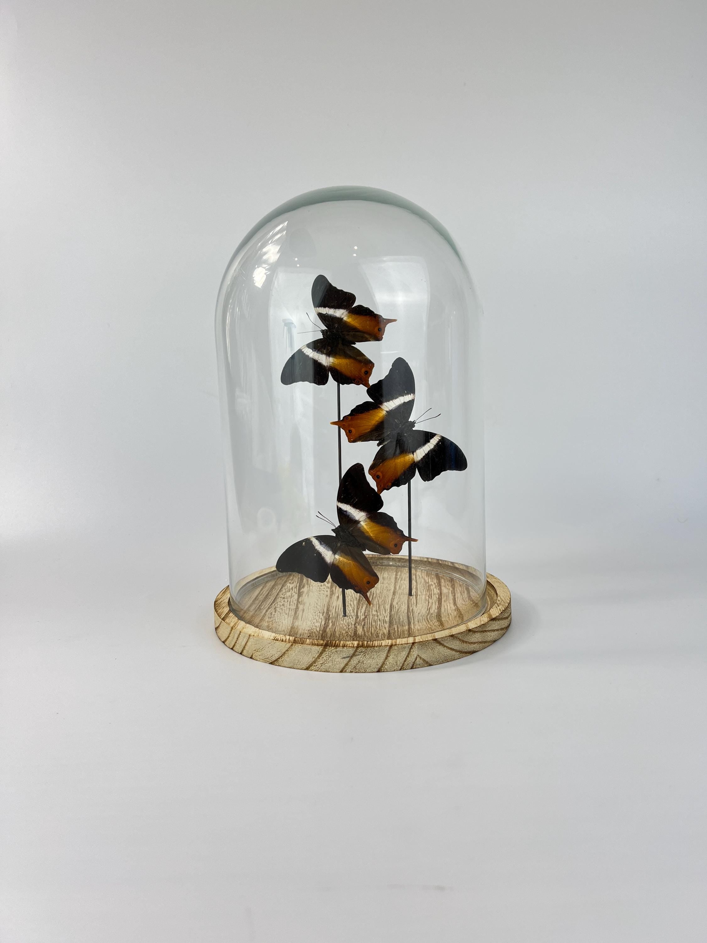 Echte vlinders Palla Publius in stolp 31x23 cm