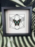 Graphium Sarpedon im Rahmen von KEY LIME STORE